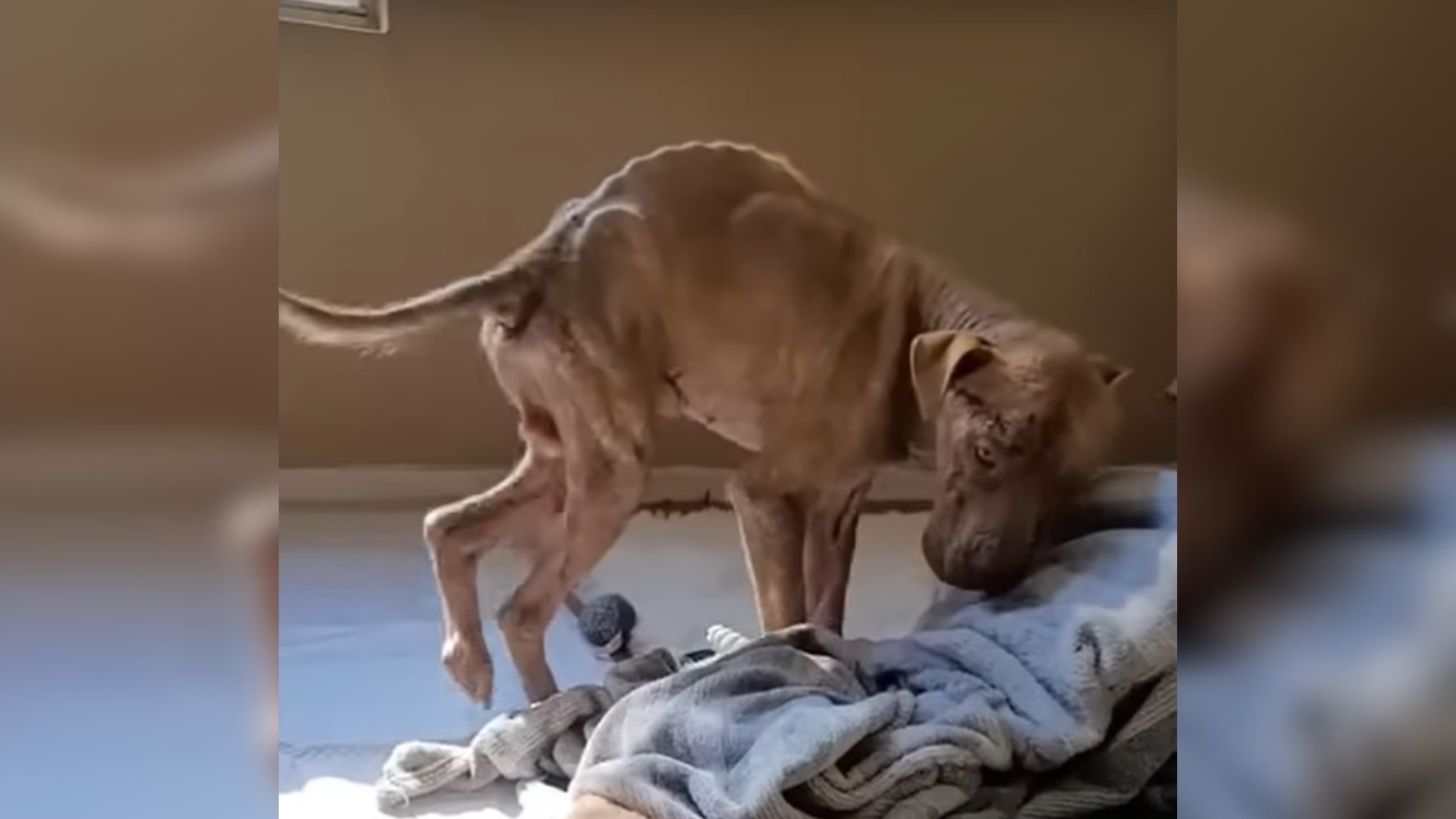 emaciated dog