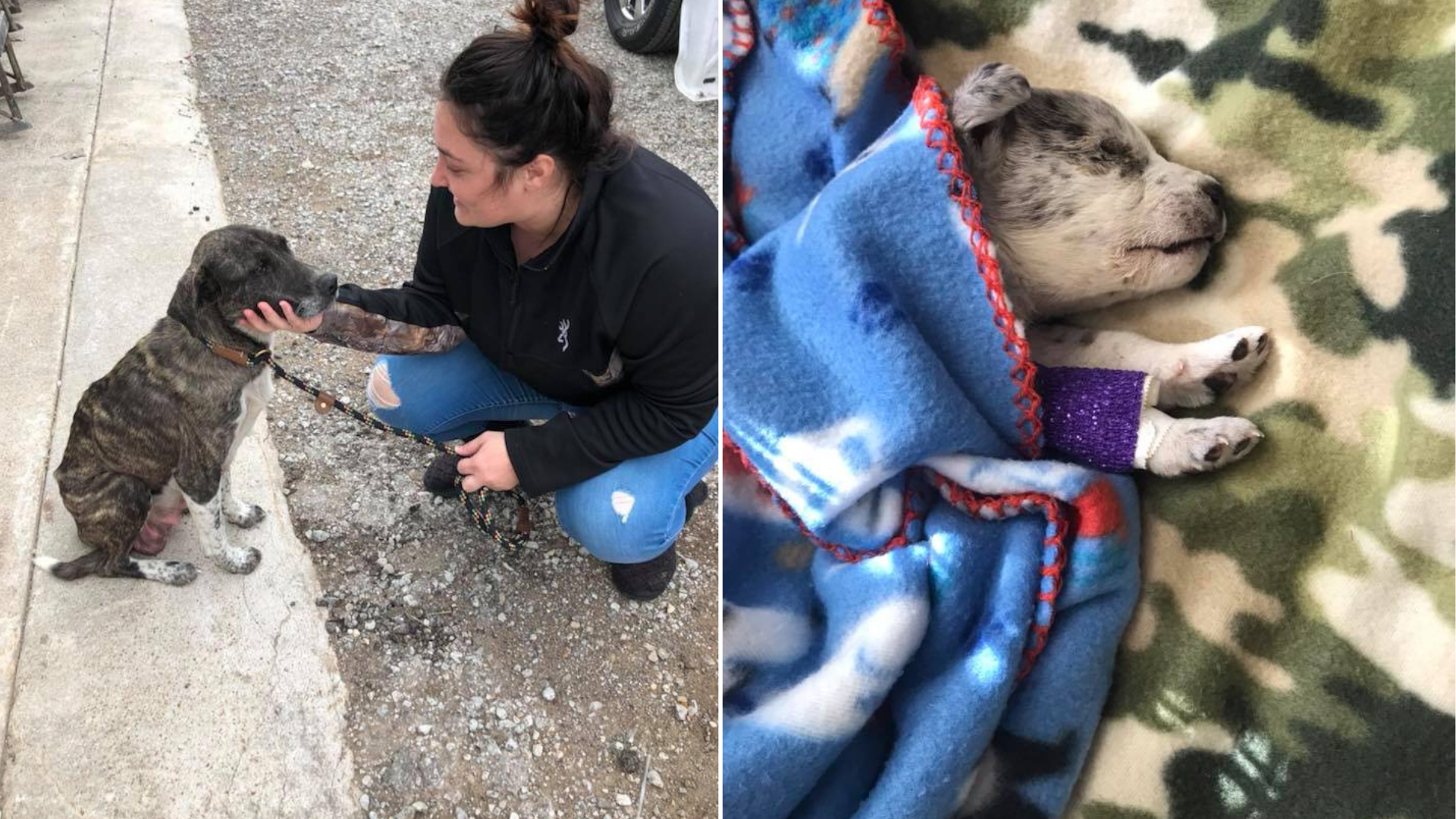 stray dog wrapped in blanket