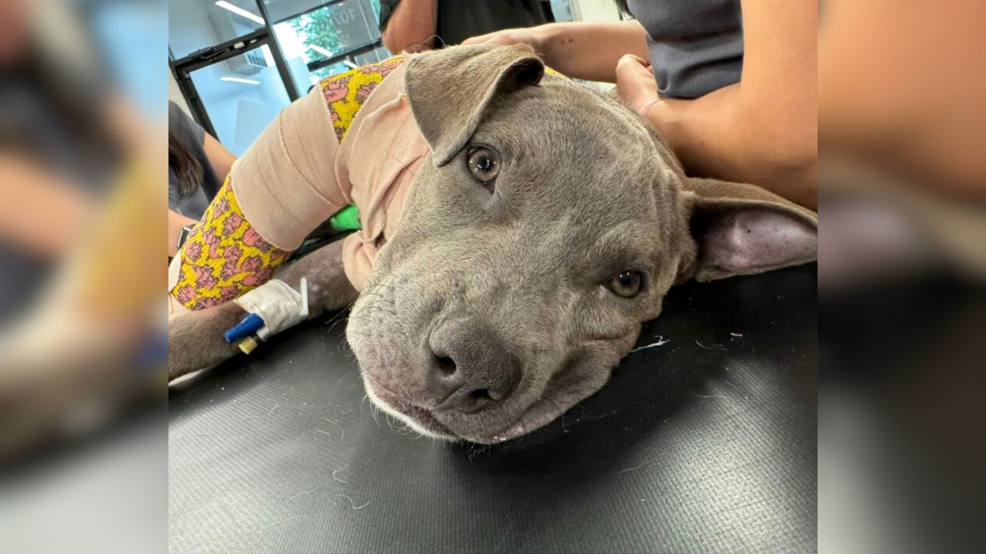confused gray dog