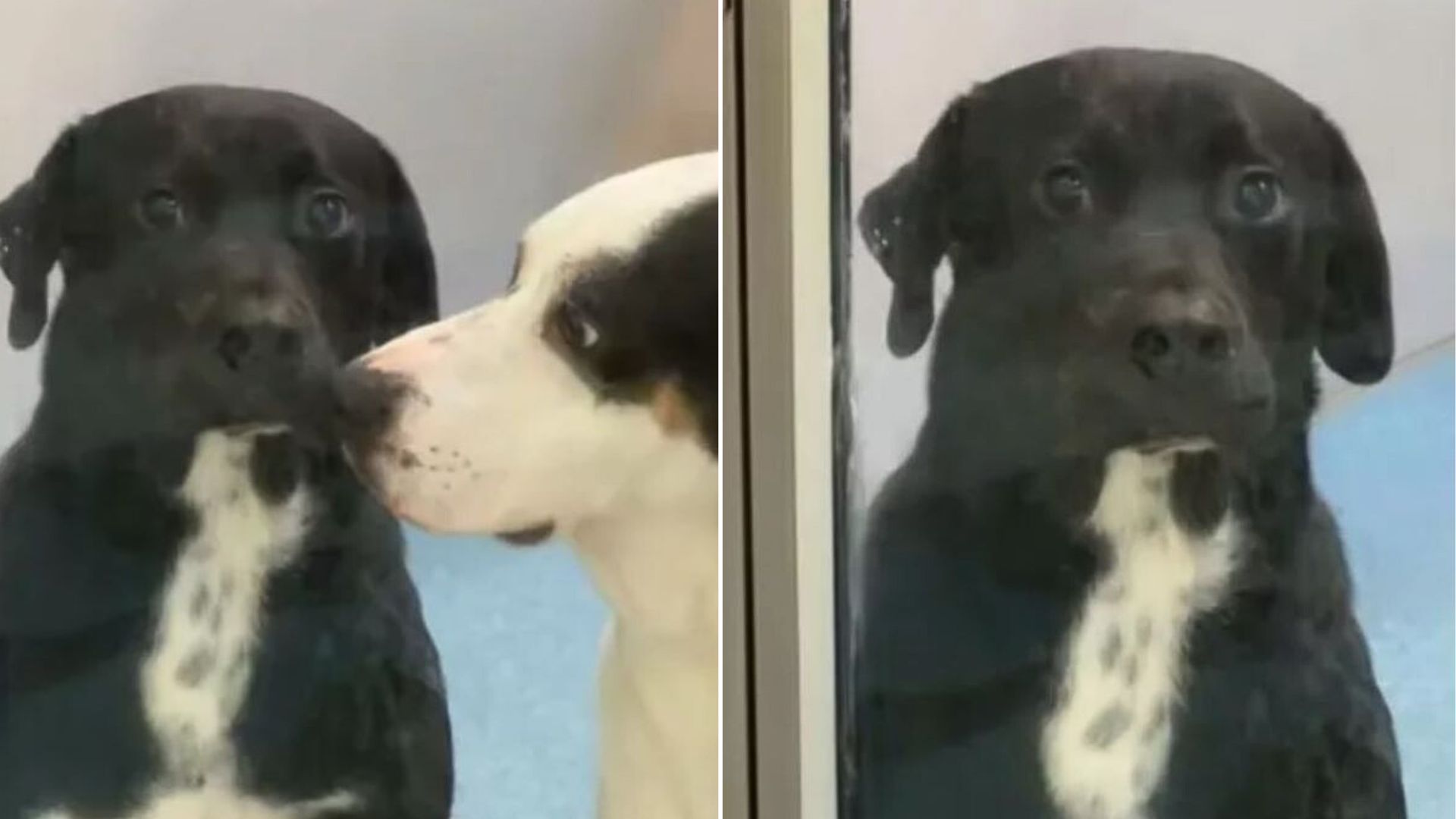 two sweet dogs