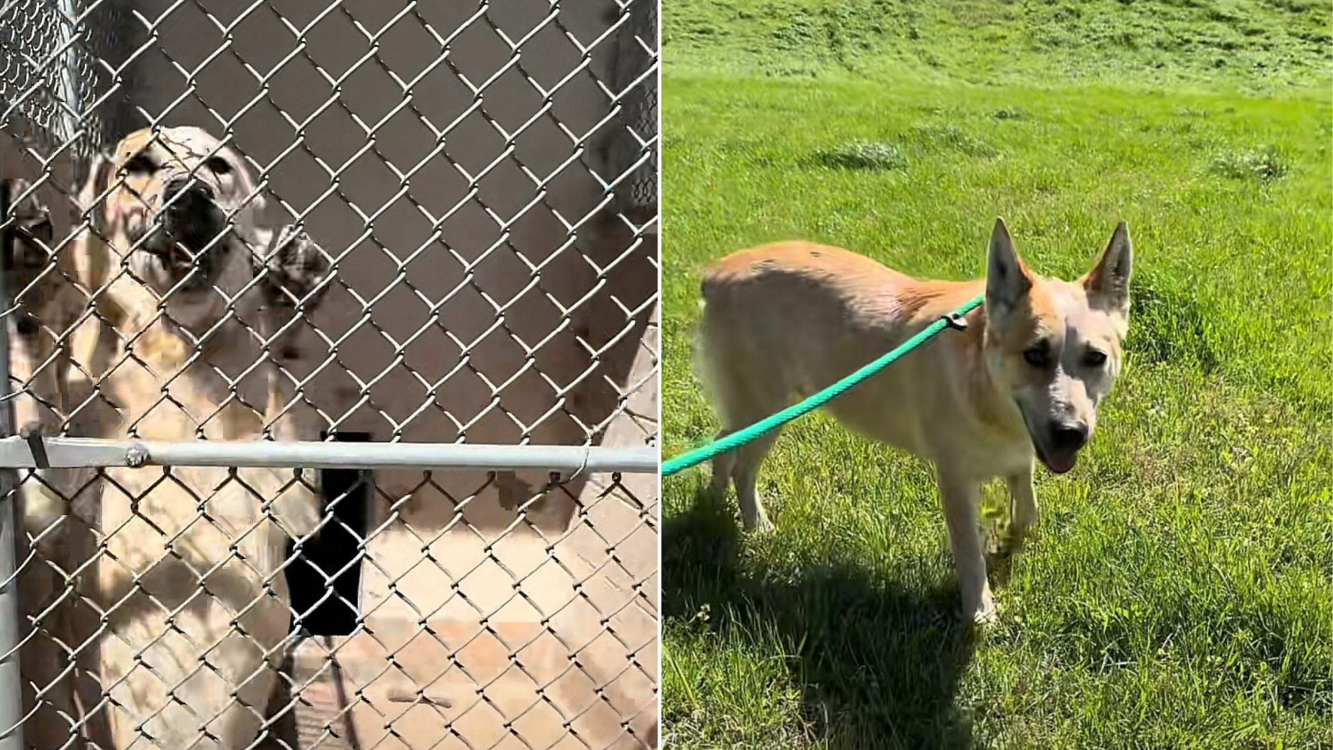 dog in shelter and outside