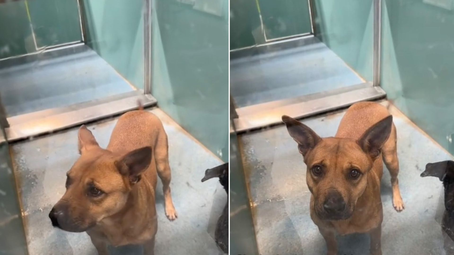 cute shelter dog