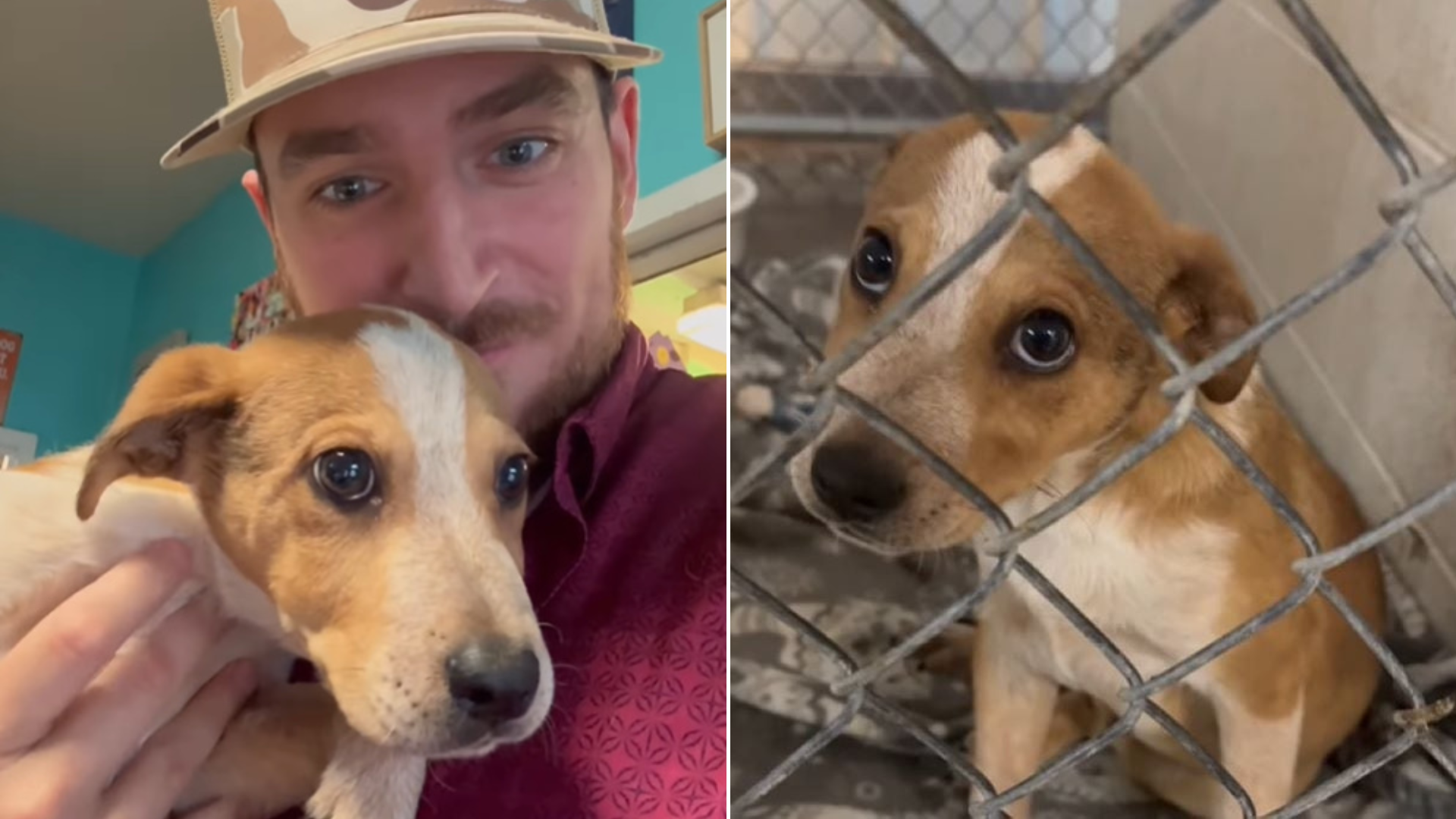 man adopting shelter puppy