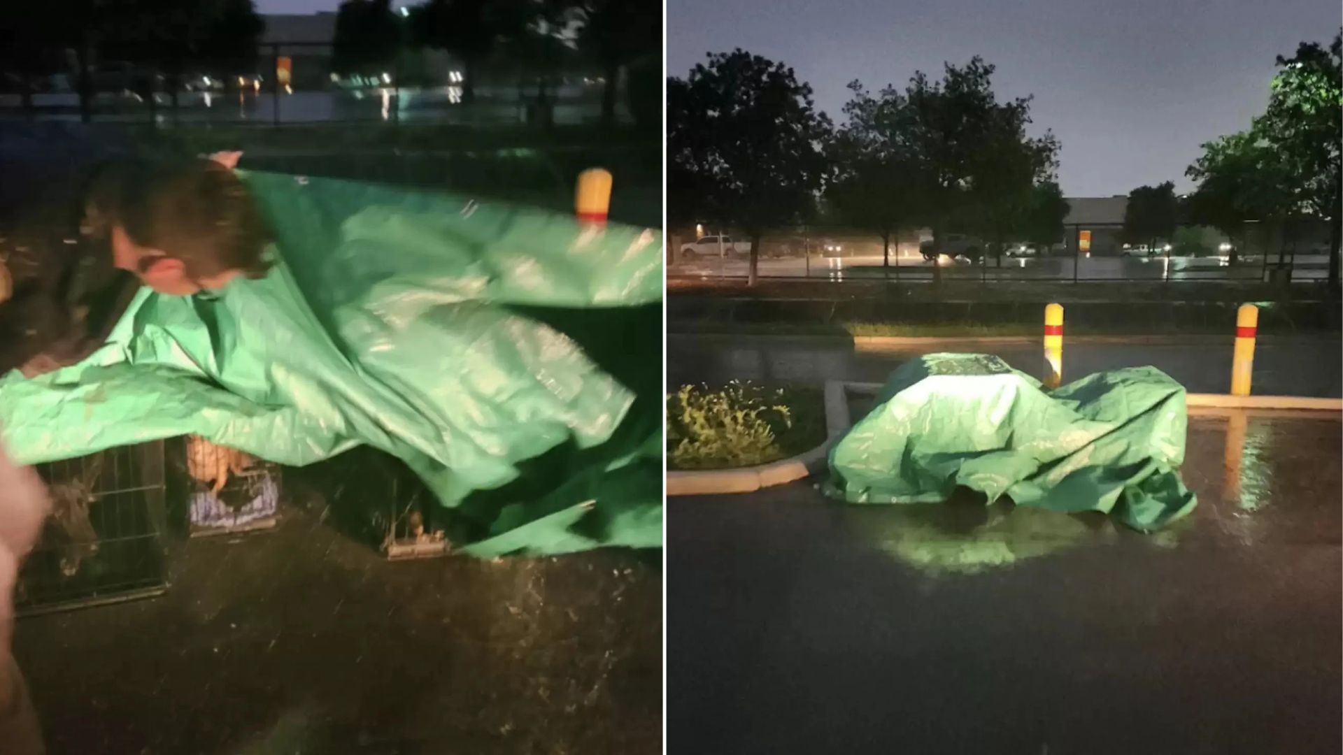 scared dog under tarp