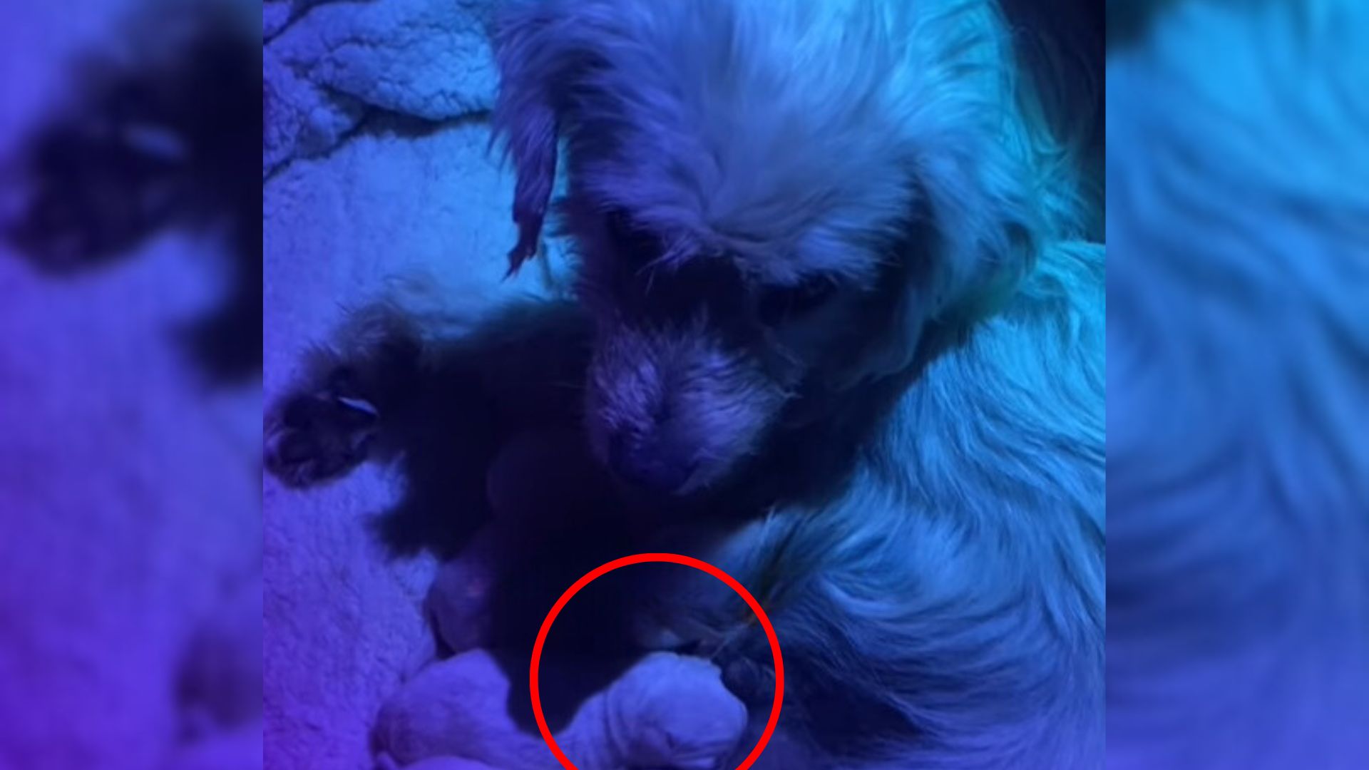 mother dog and puppies