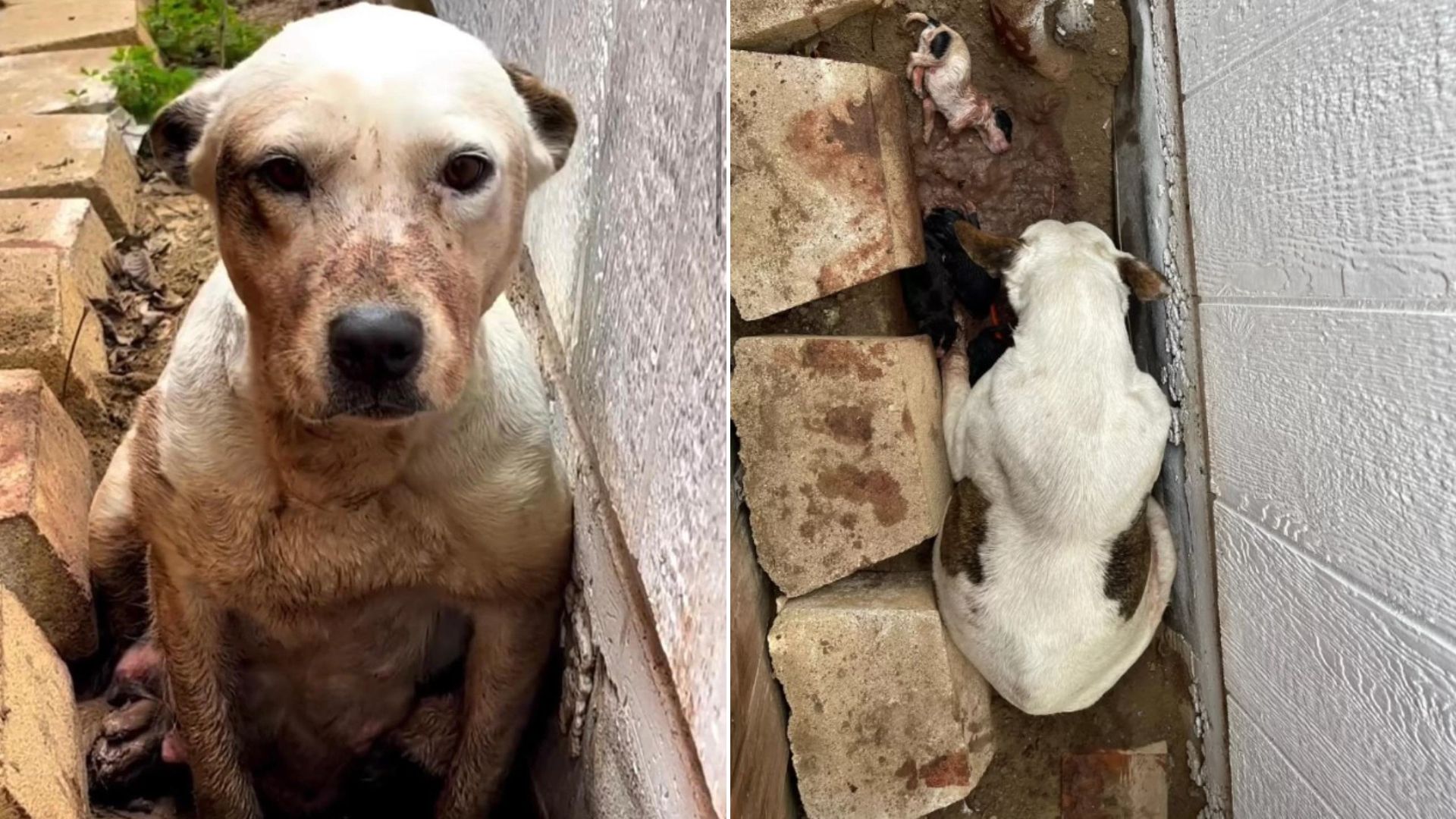 dog near house