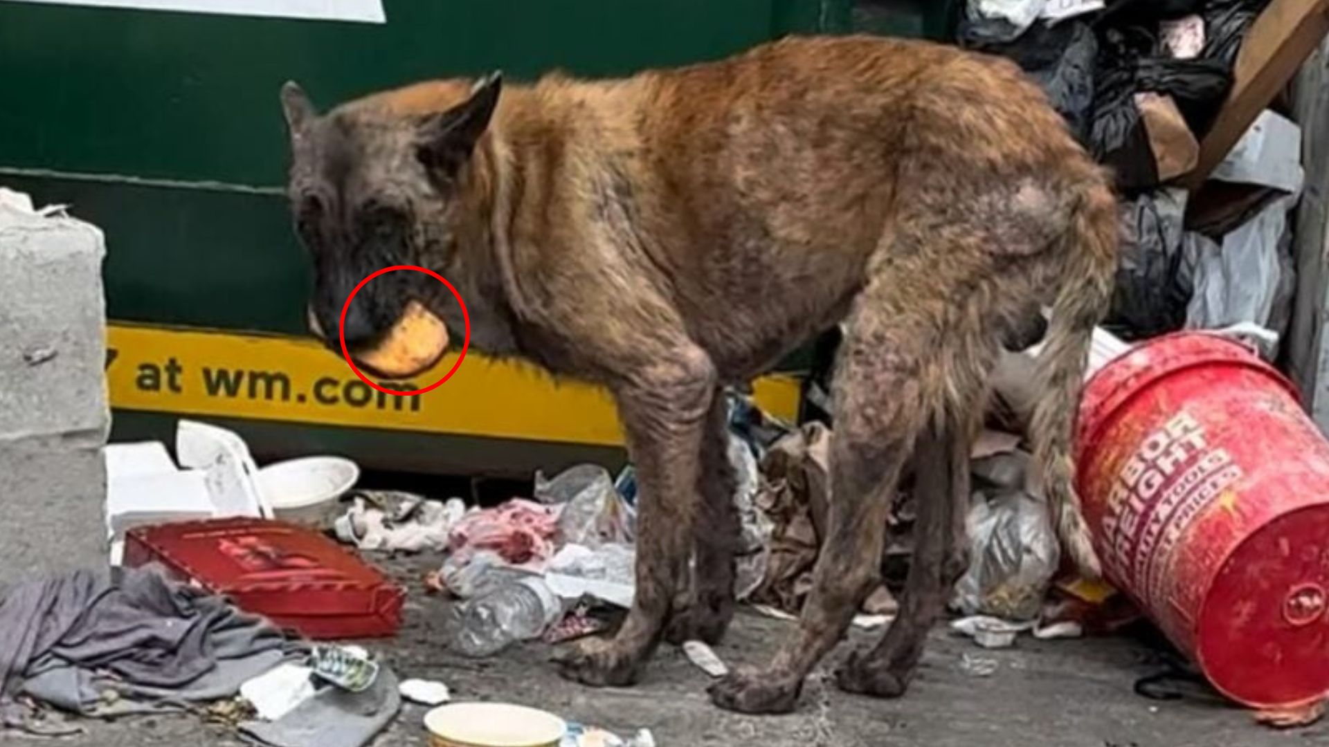 cute dog with food in mouth