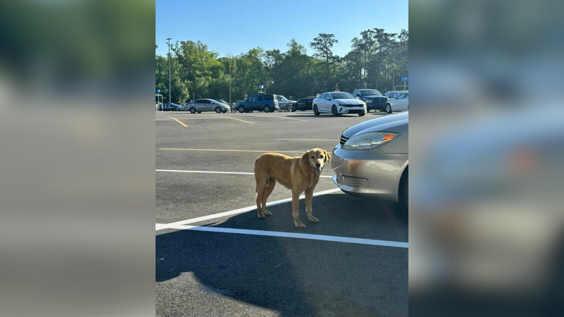 dog on parking lot