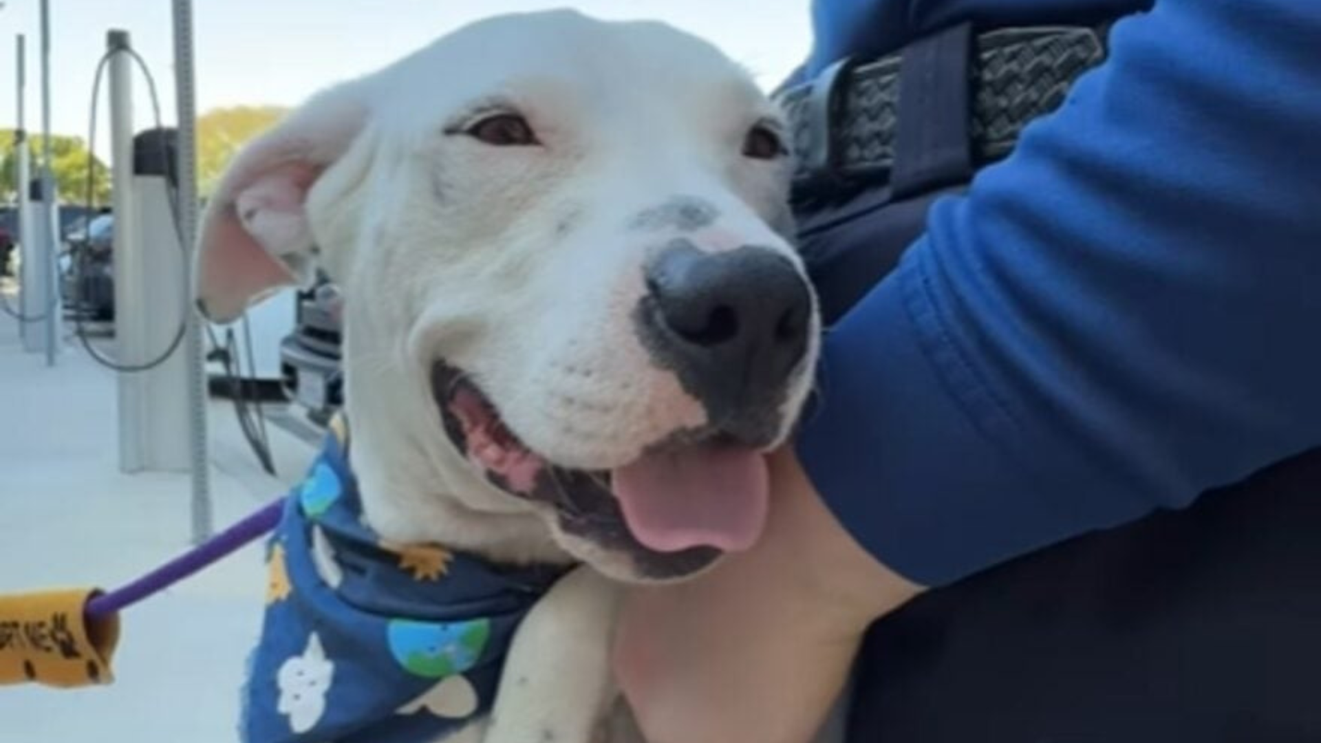 smiling dog with scarf