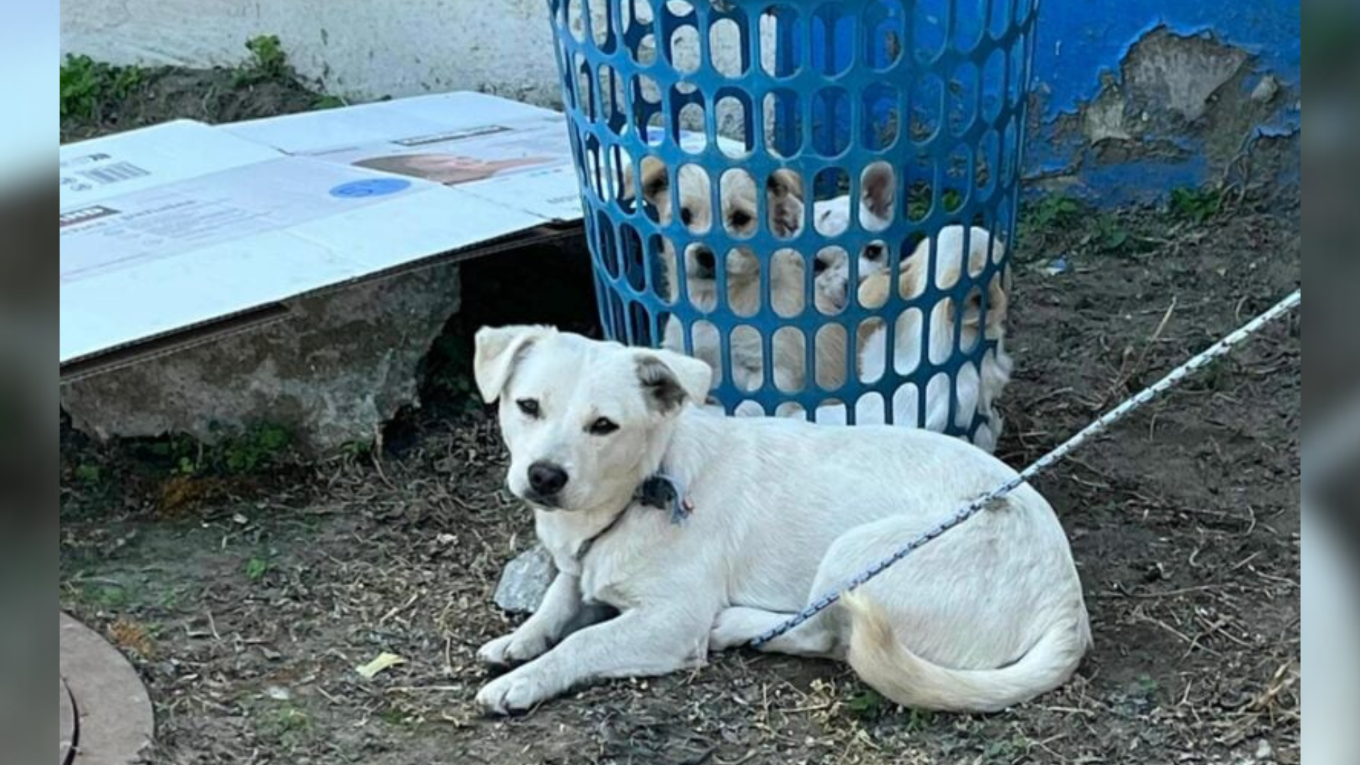 white dog lying on ground