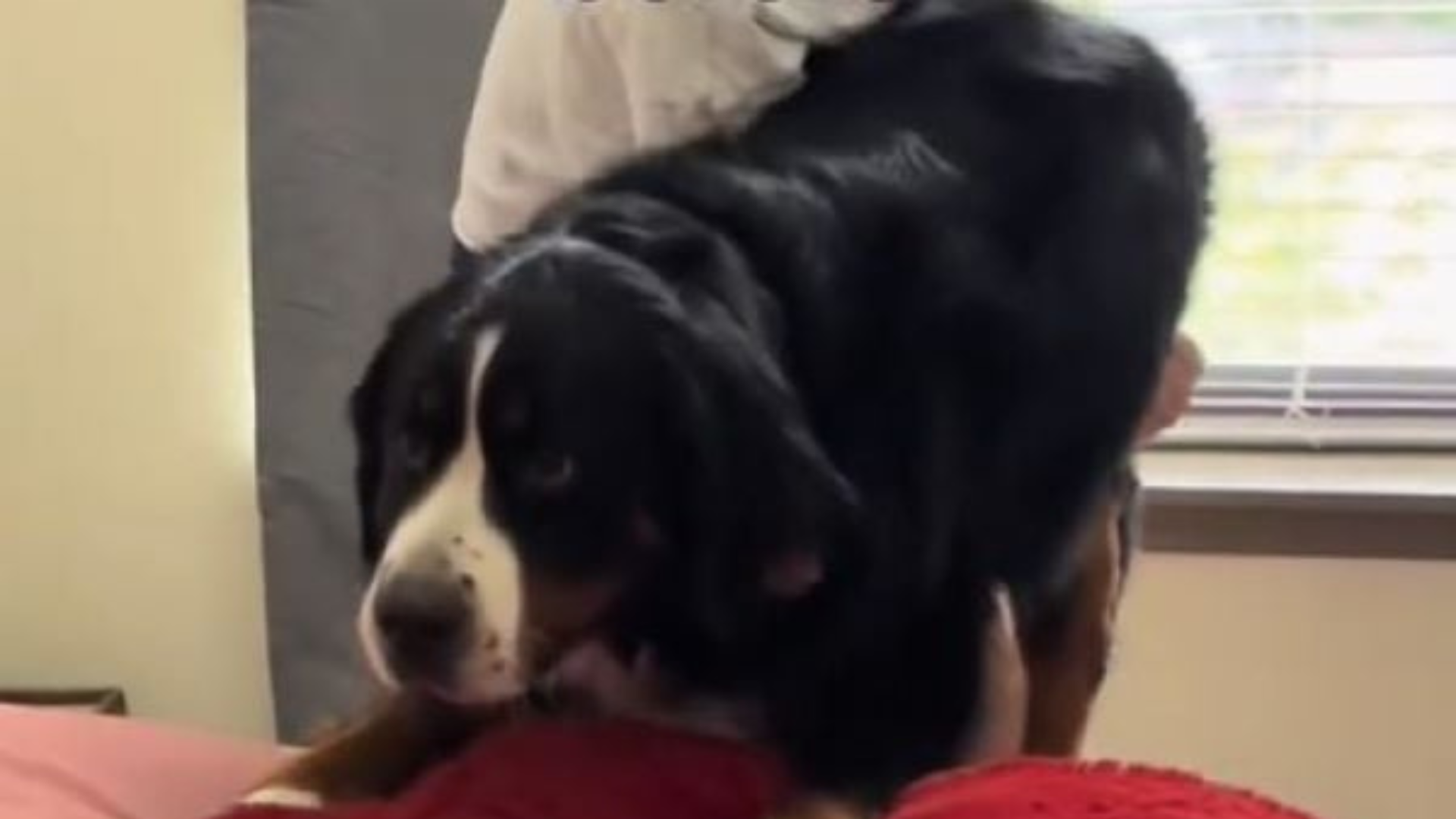 scared dog