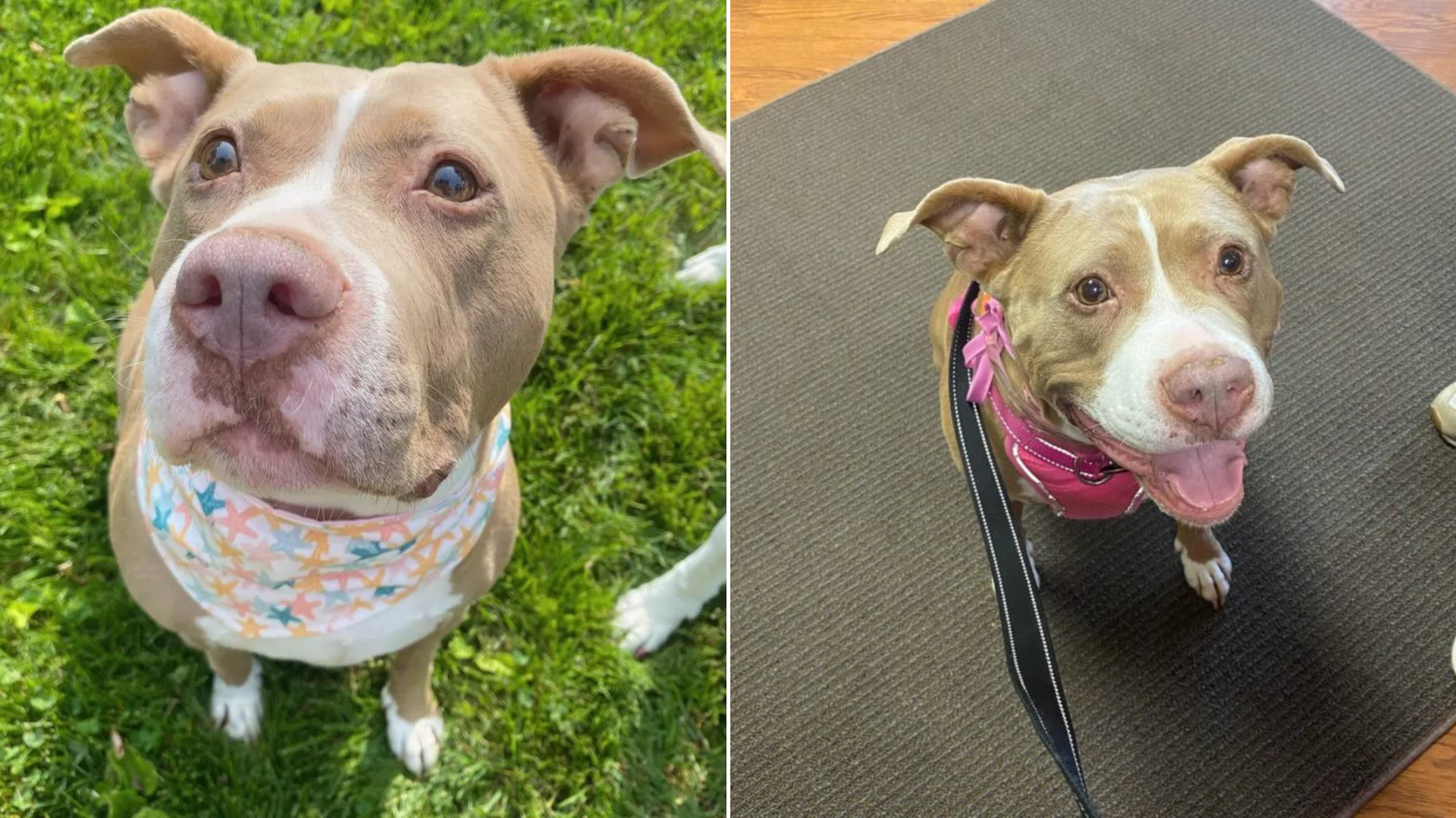cute dog in colorful clothes