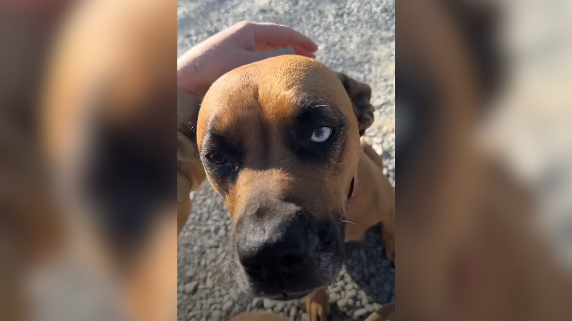 dog with pleading eyes