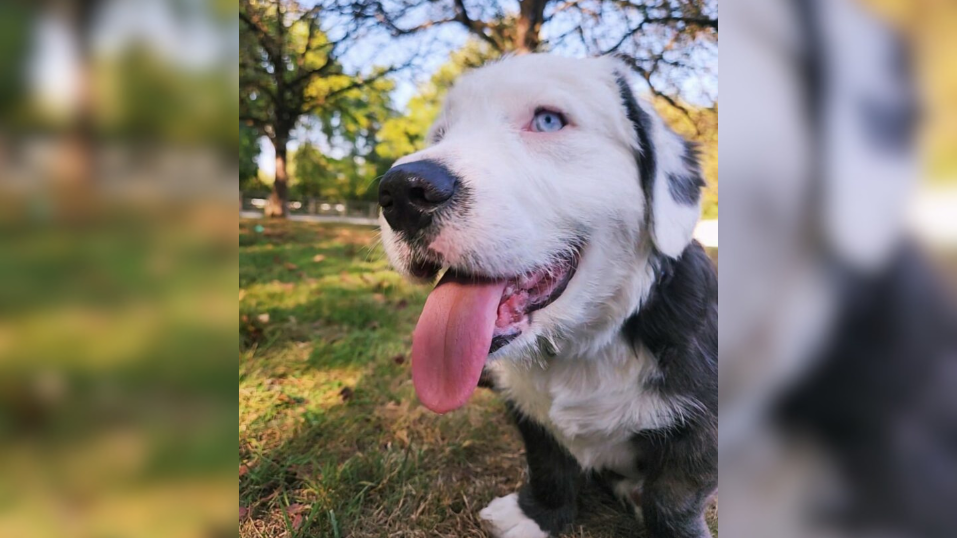 happy puppy outdoors