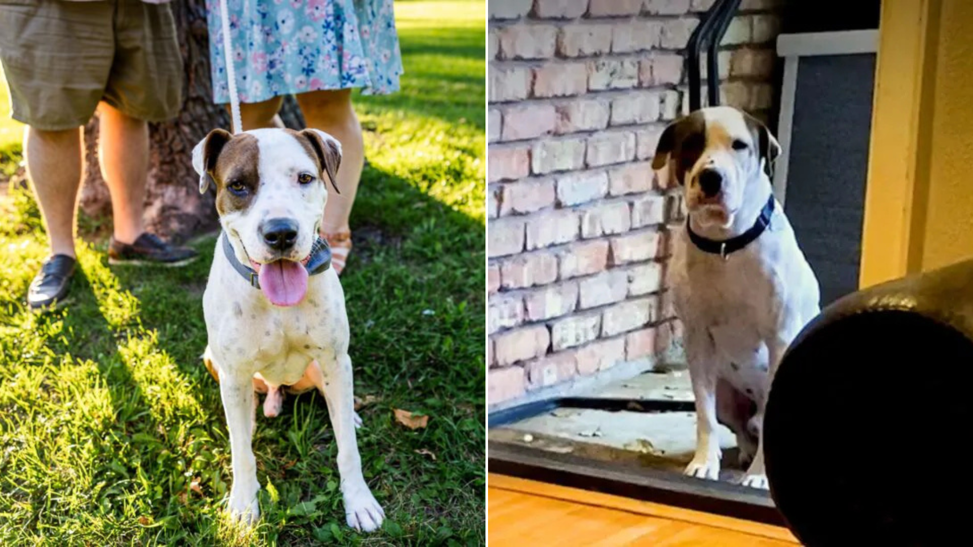 dog standing in yards