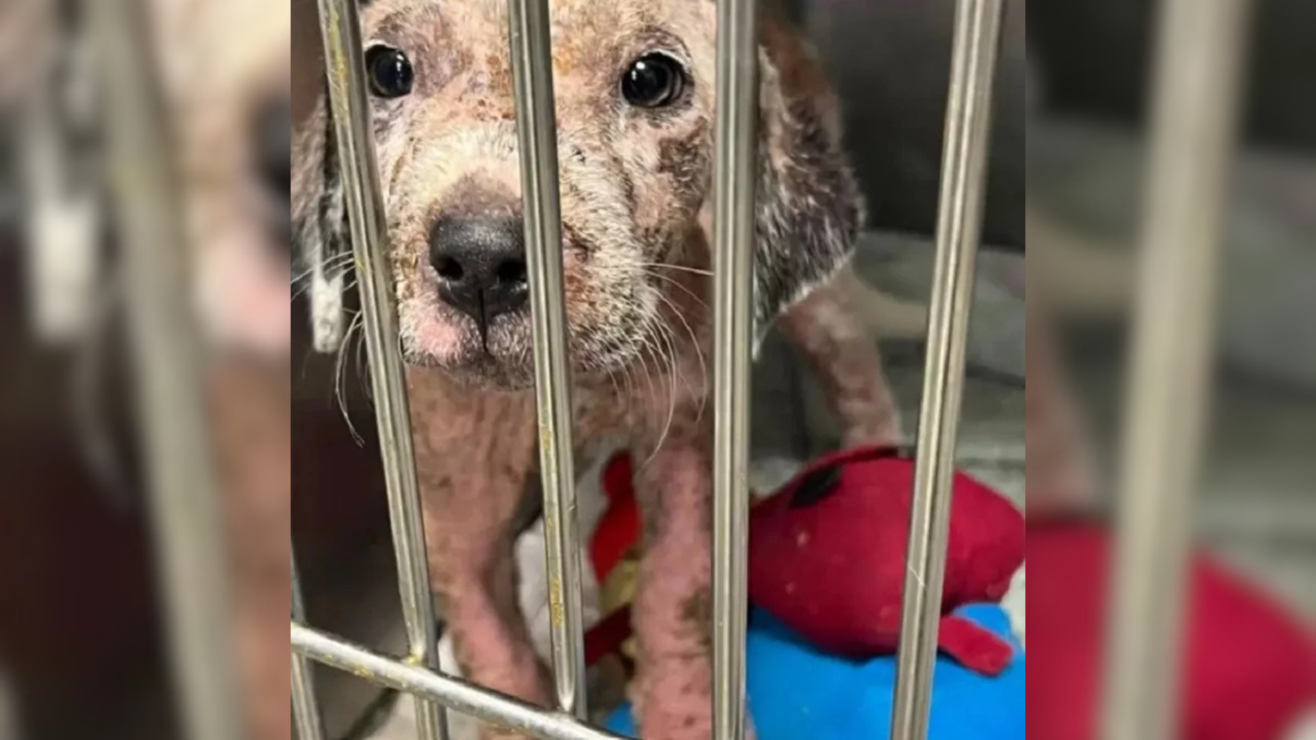 sick dog behind bars