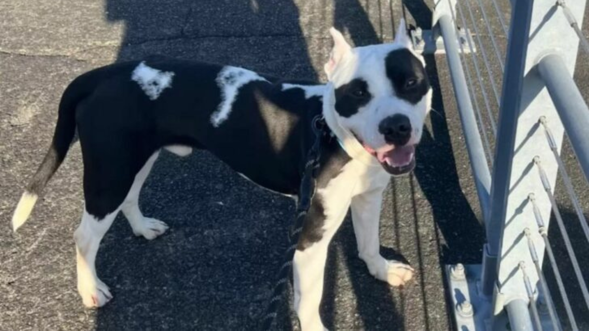 cute black and white dog