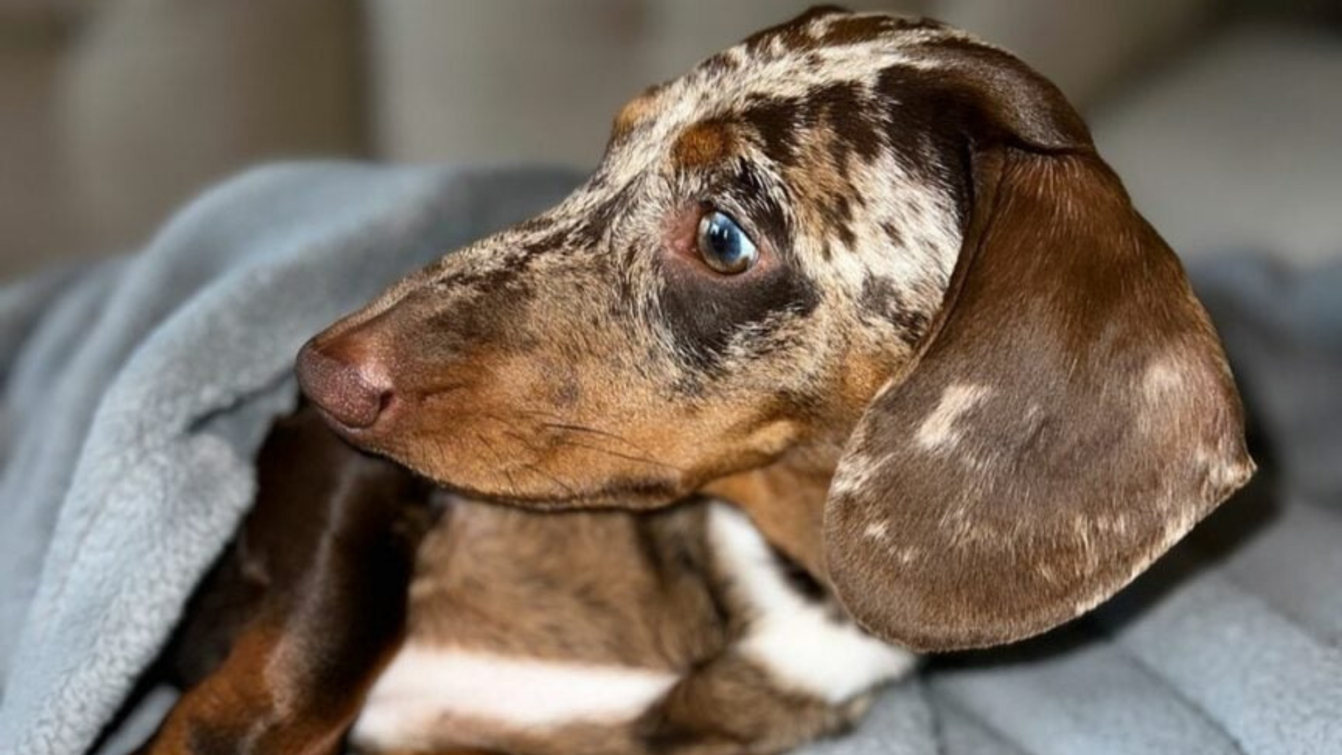 cute dachsund puppy