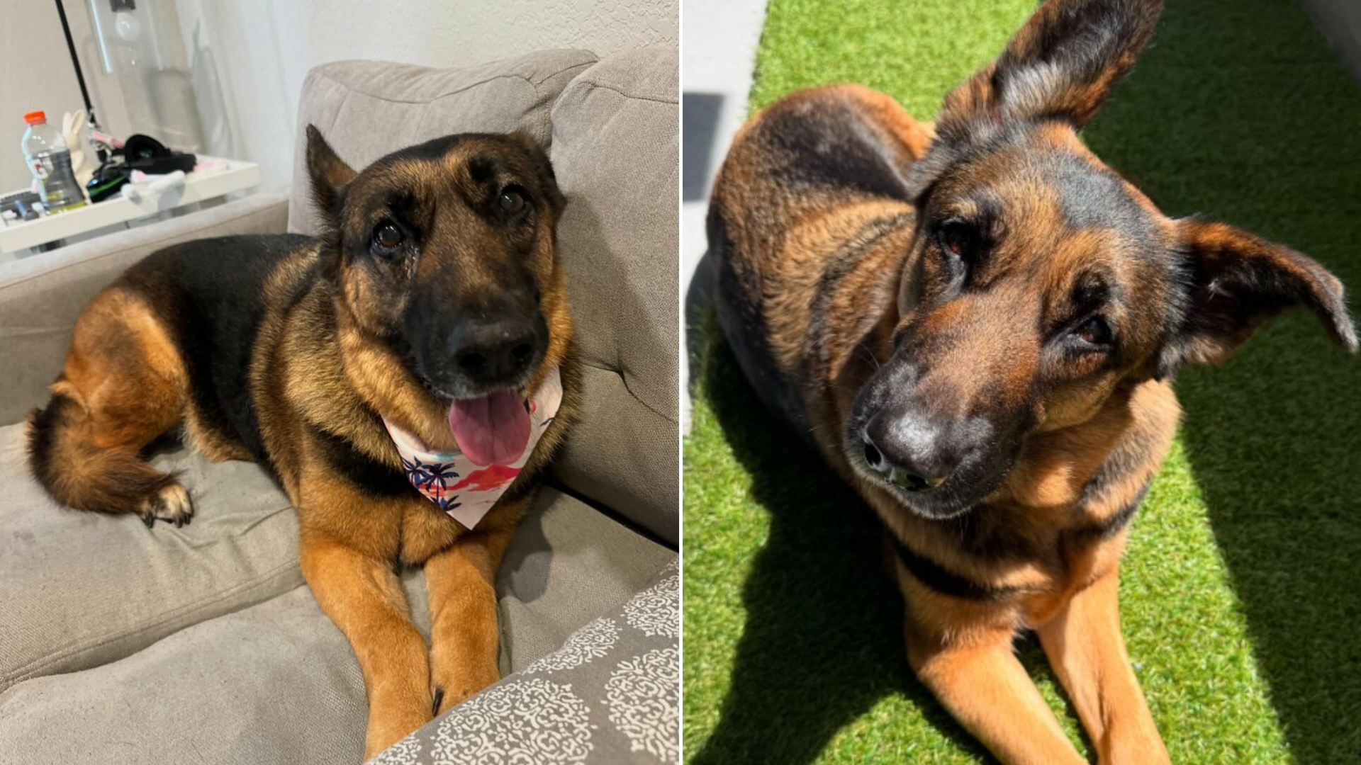 dog with floppy ears