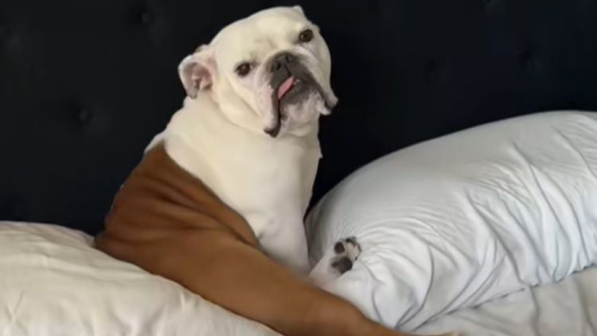 bull dog on bed