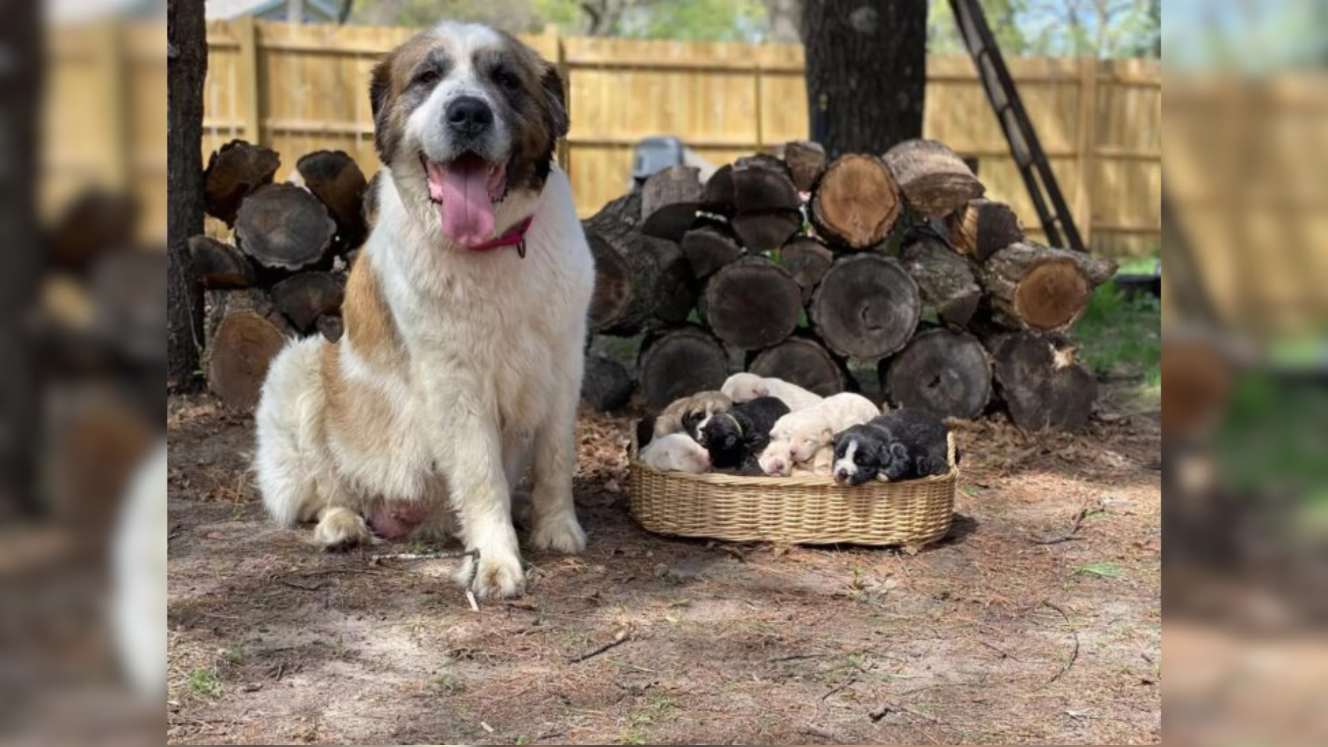 mama dog with puppies