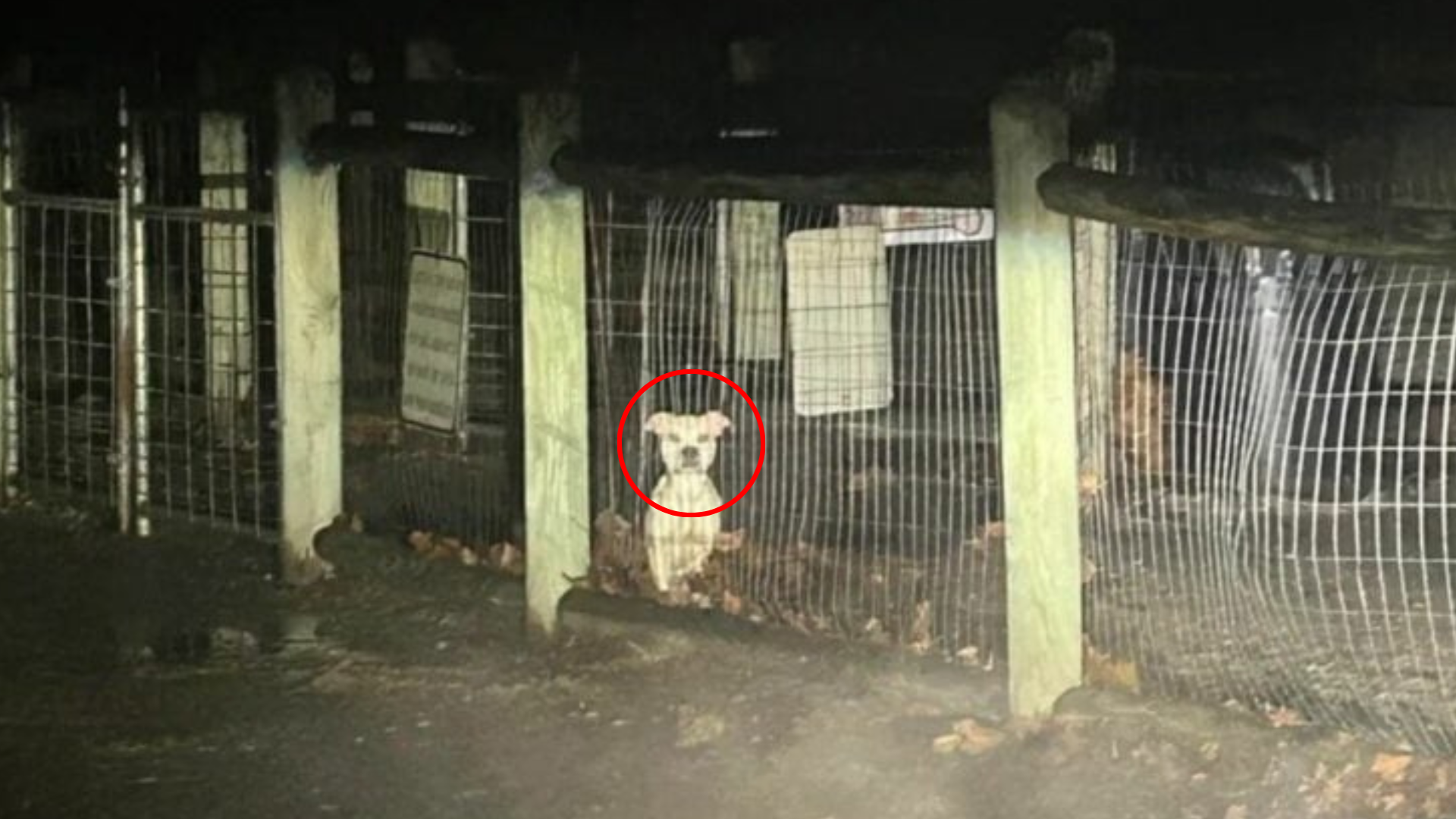 small dog behind fence