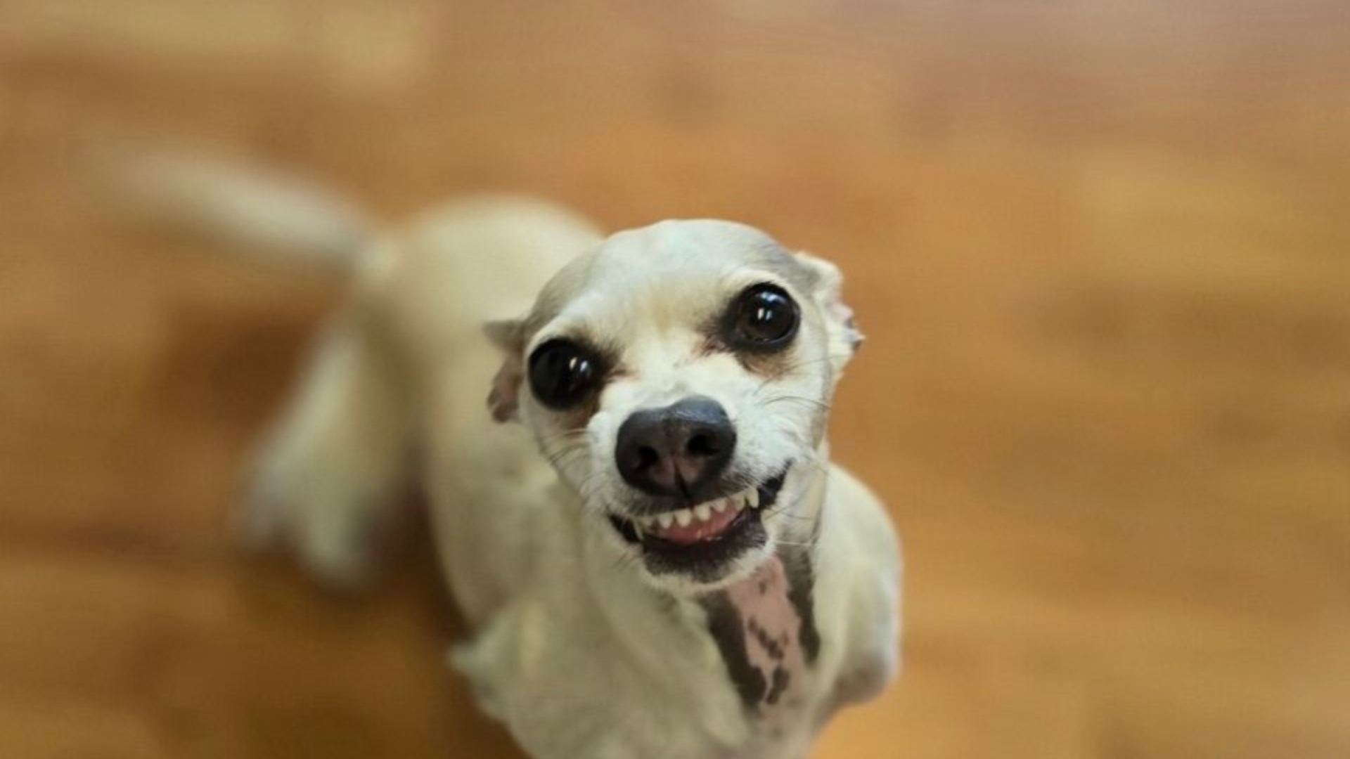 silly smiling dog