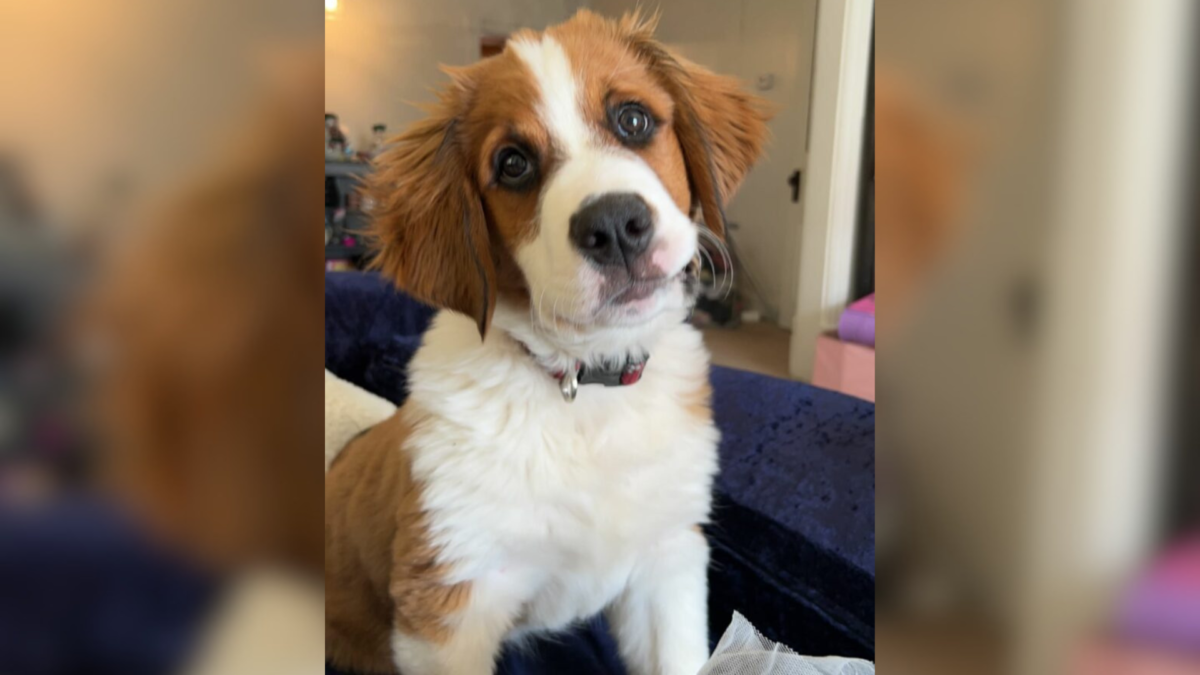 This Pennsylvania Puppy Came With One Warning That Turned Out To Be ...