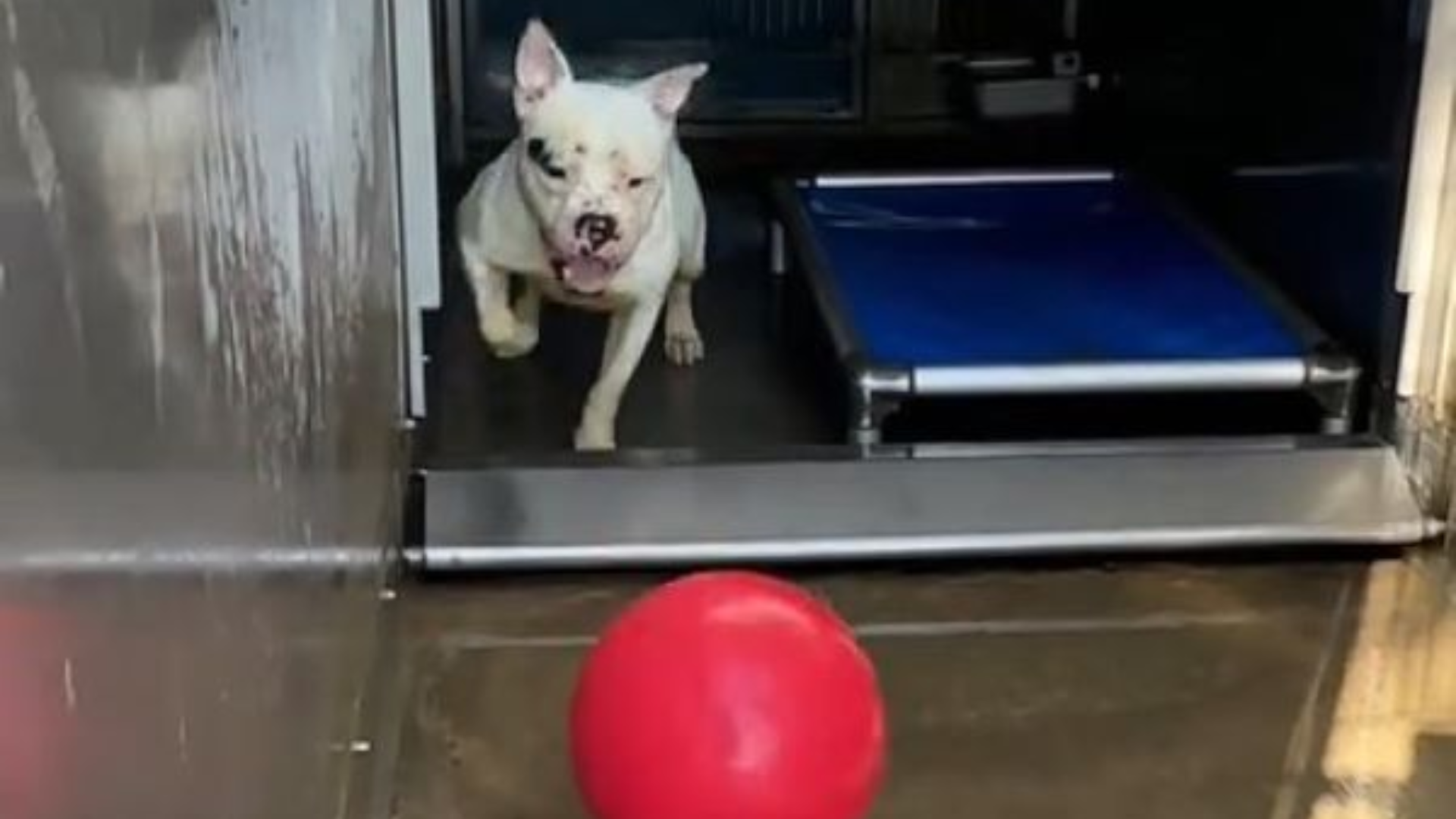 dog chasing ball