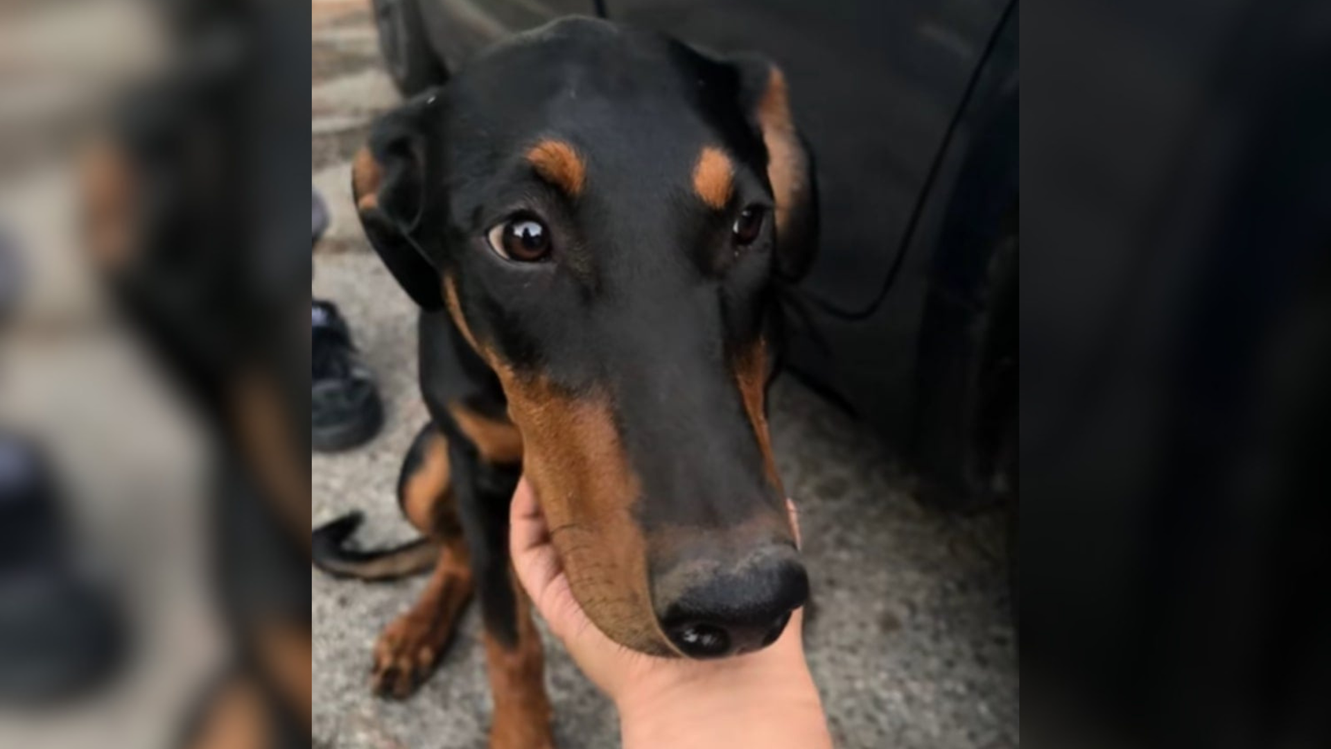 beautiful doberman dog