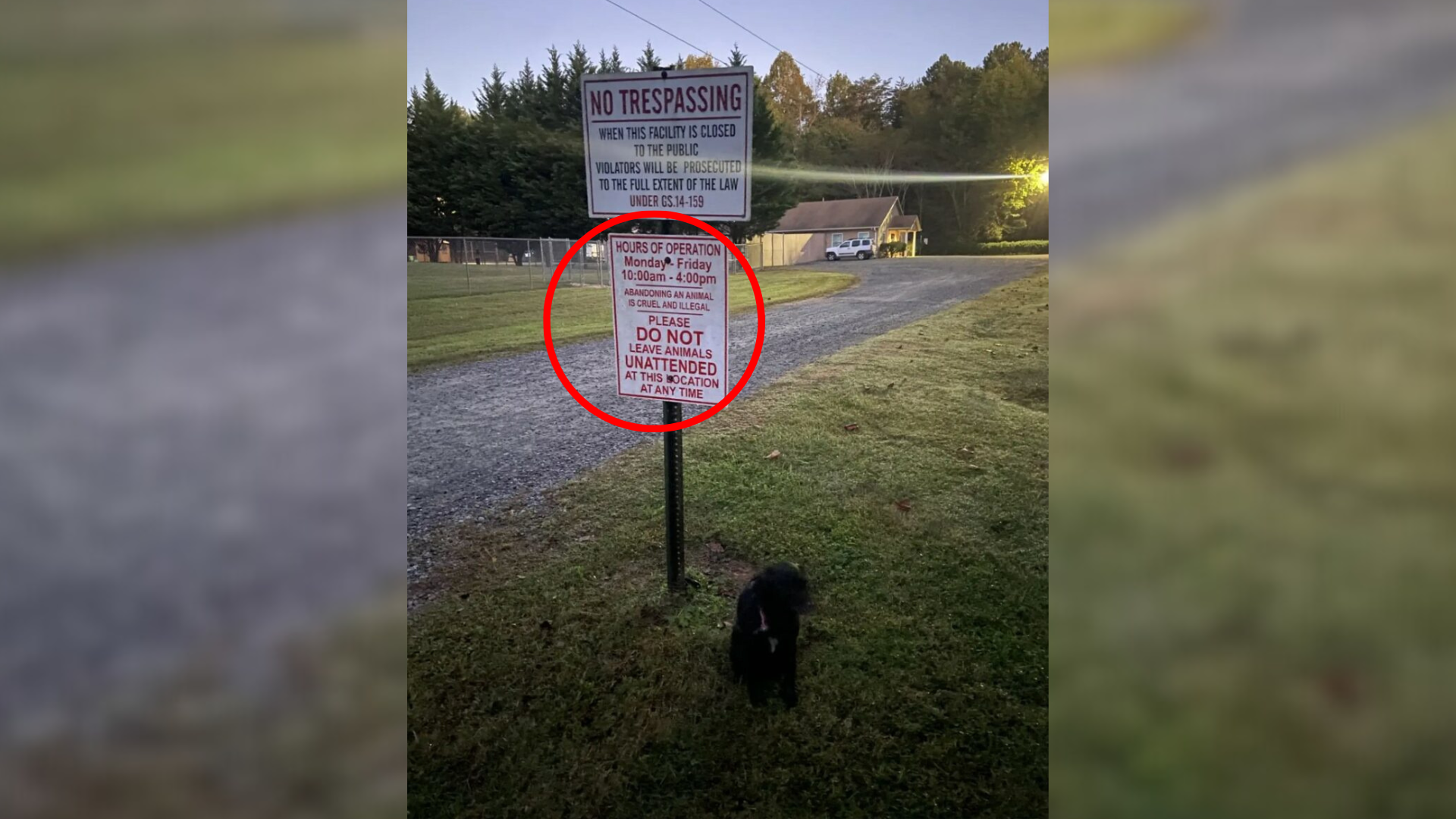 dog tied to sign