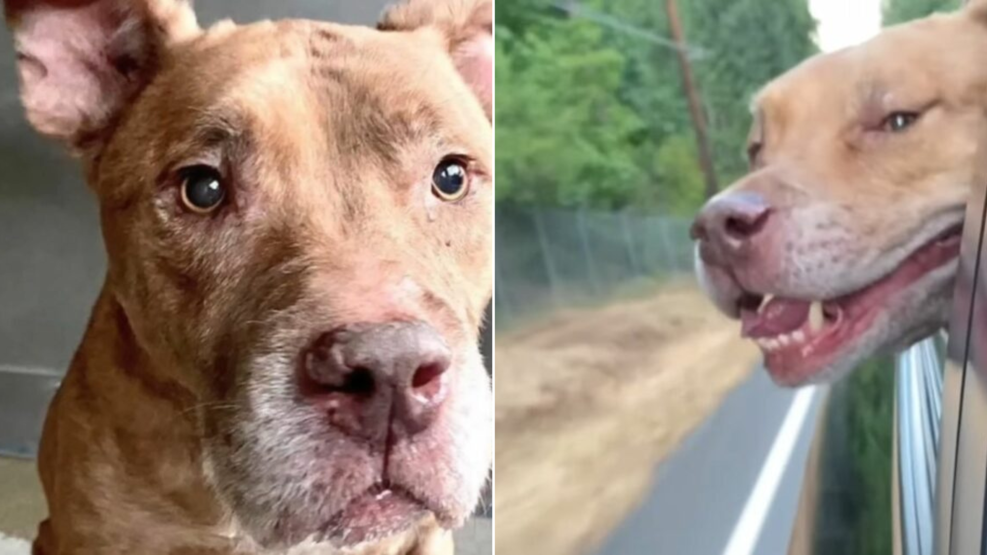dog looking through car window