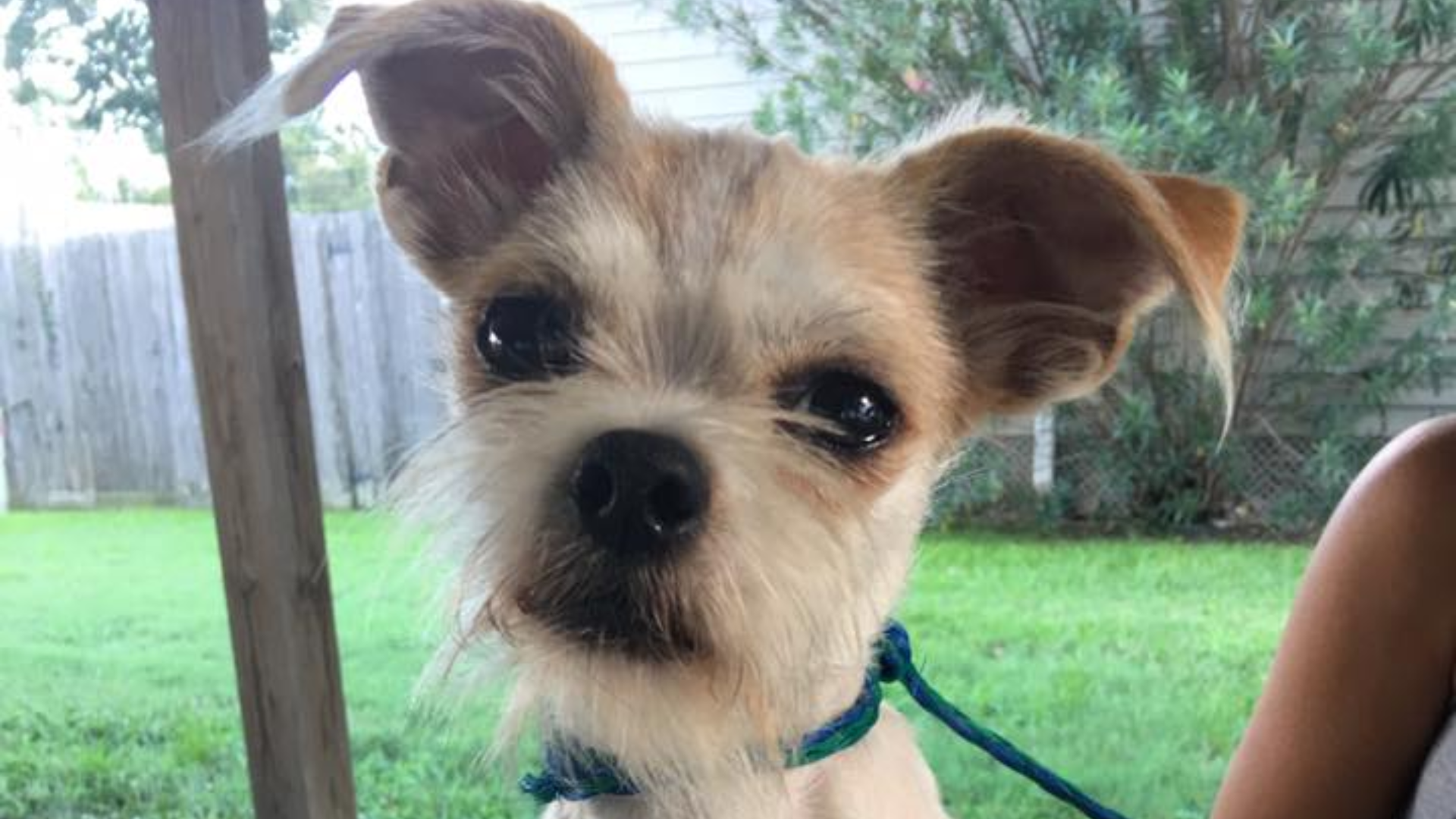 small dog with grumpy face