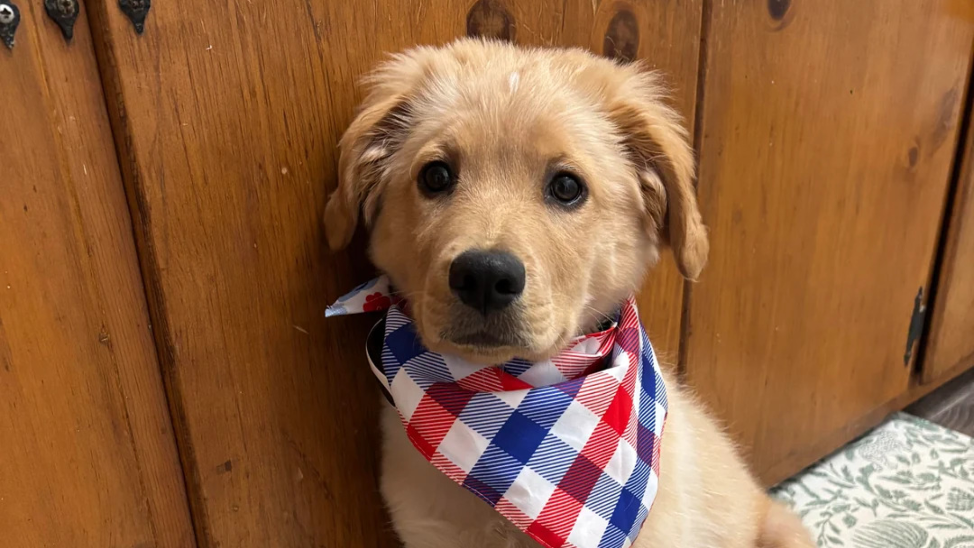 cute puppy with scarf