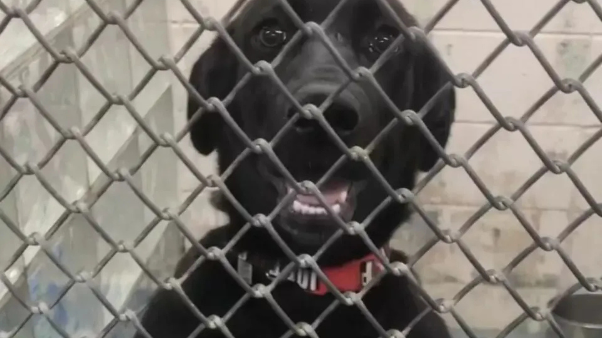 dog behind shelter gate