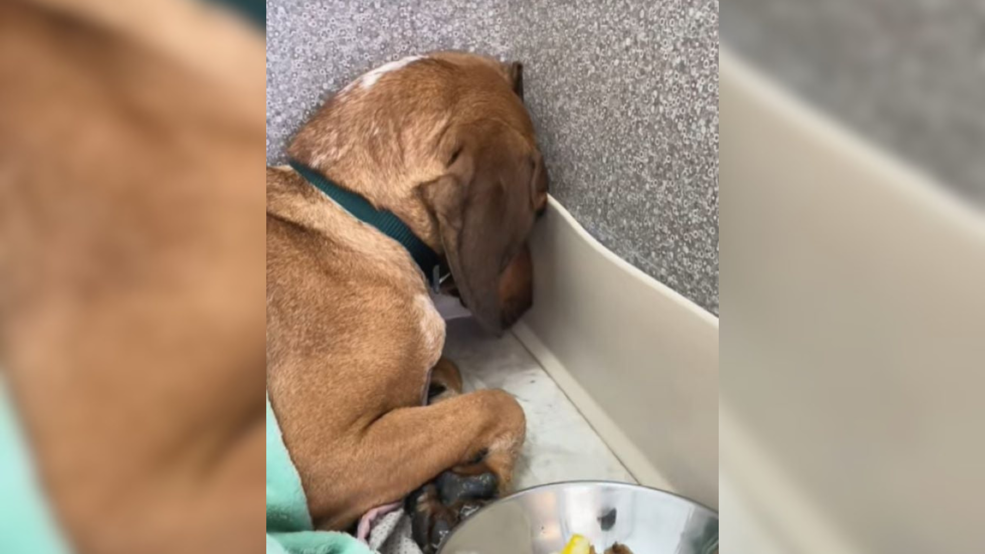 dog facing wall