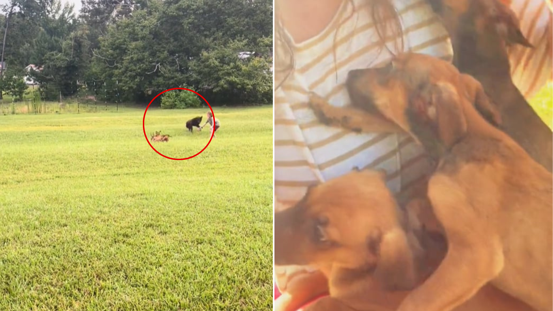 puppies running on grass