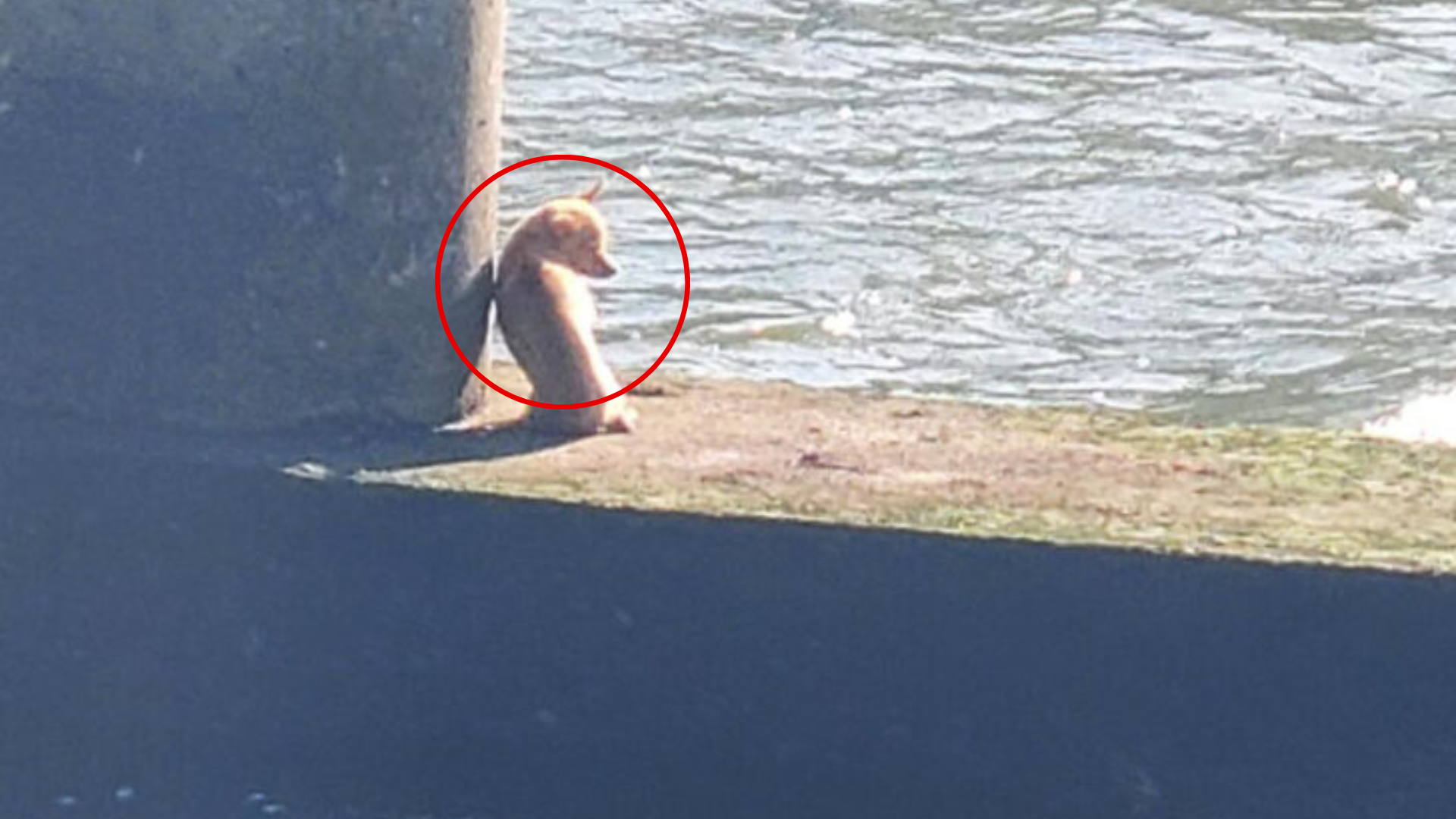 dog stuck under bridge