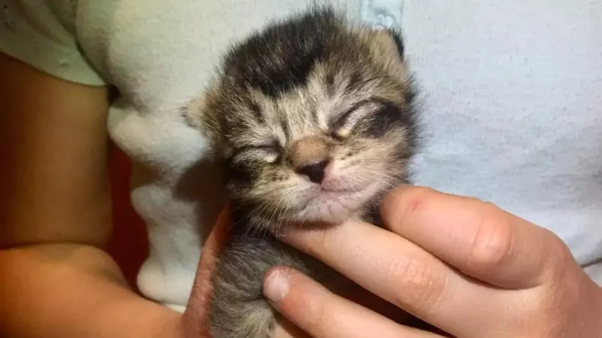 tiny kitten