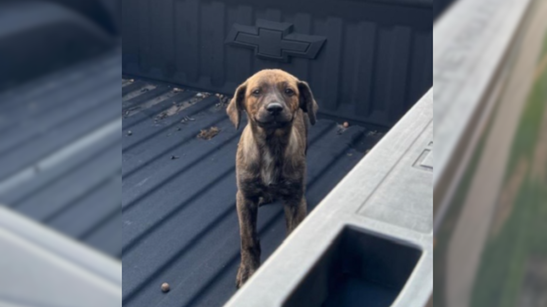 dog in a truck bed