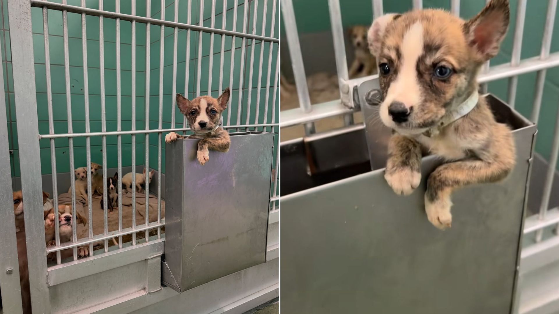dog in kennel