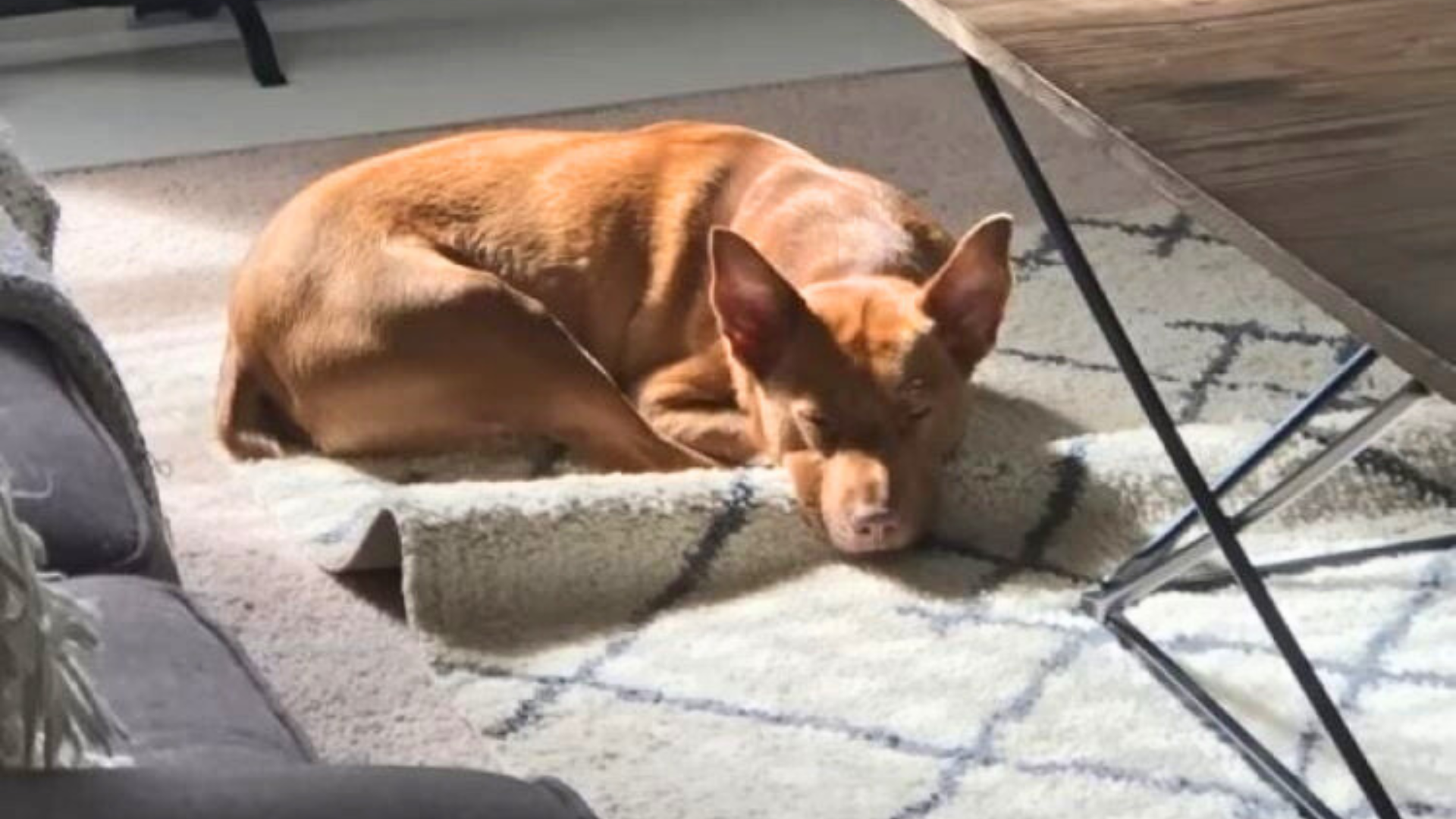 dog sleeping on floor