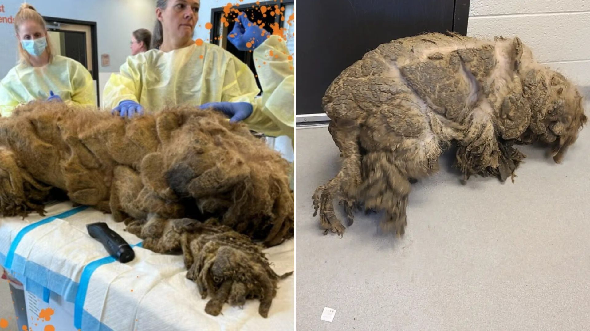 matted dog