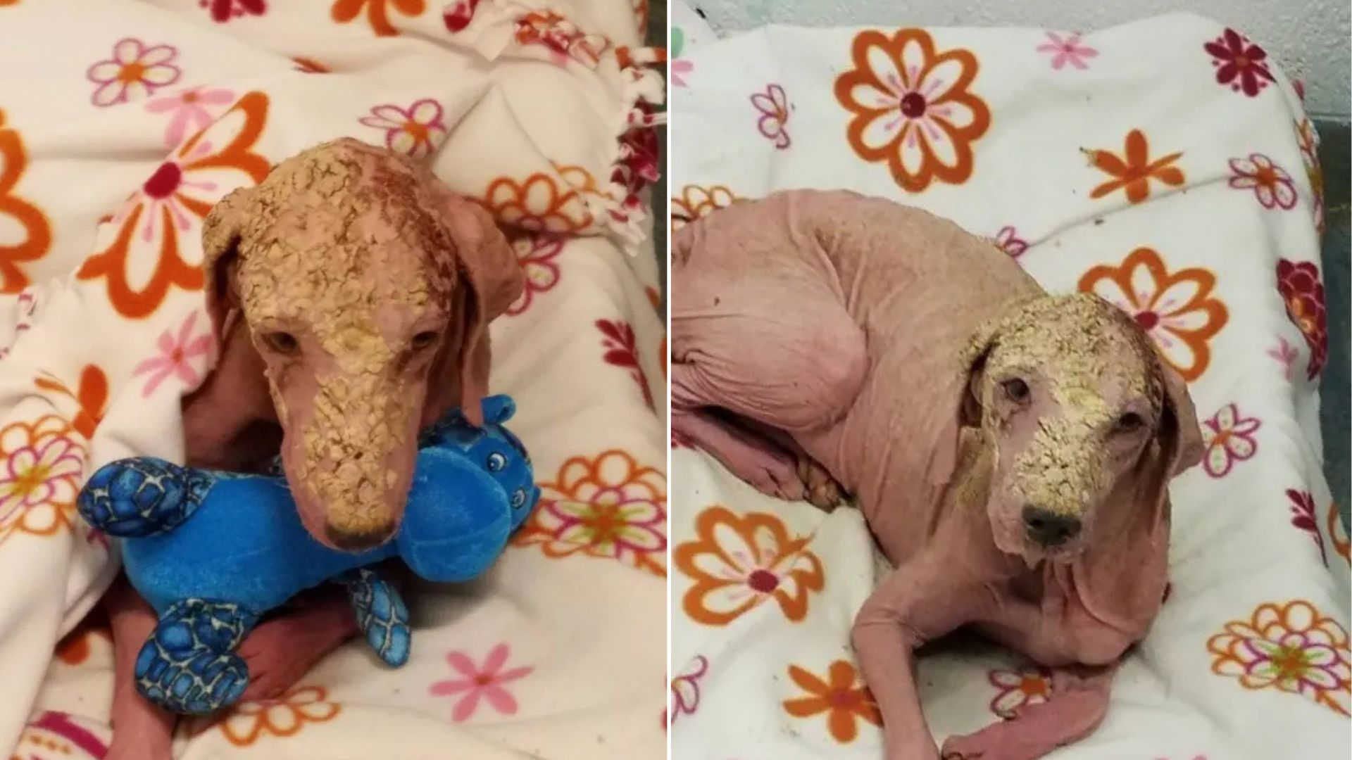 dog with skin problems