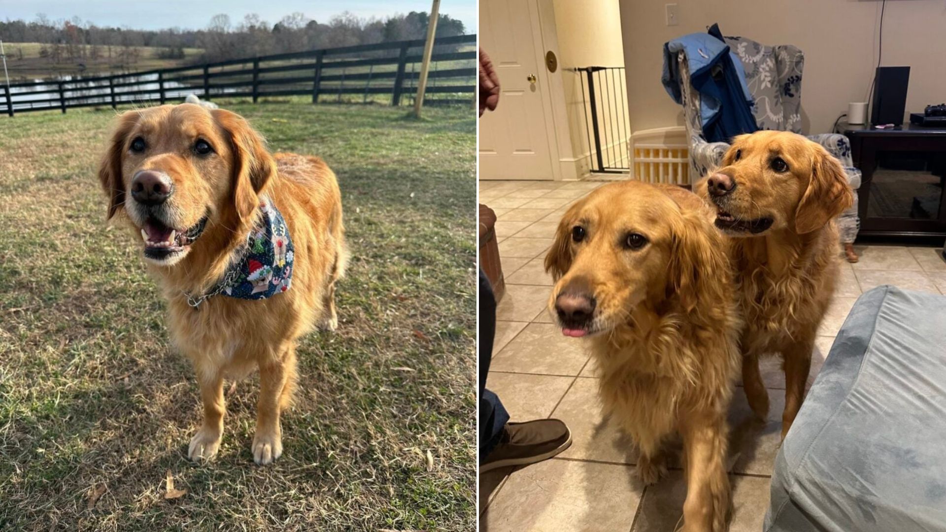 two Golden Retrievers