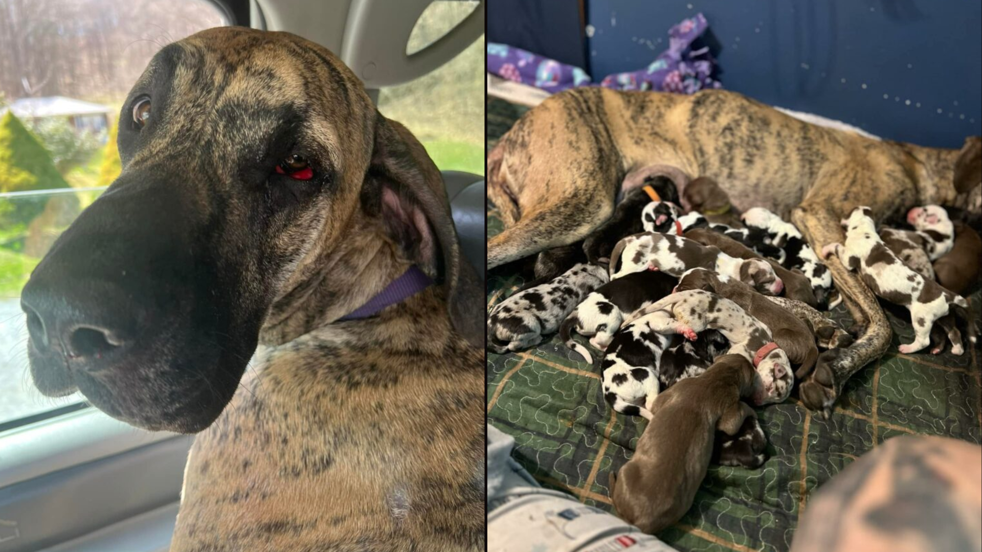 mother dog with huge litter