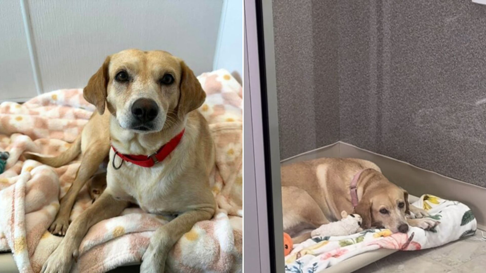 sweet shelter dog