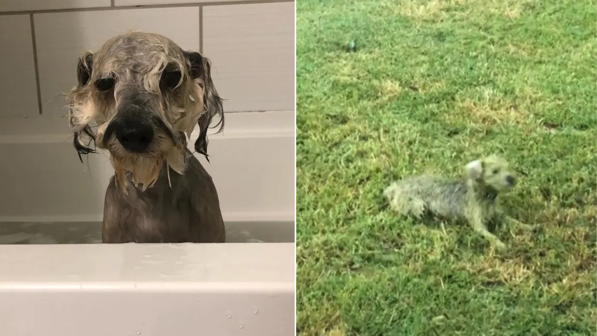dog in bath and rolling on grass