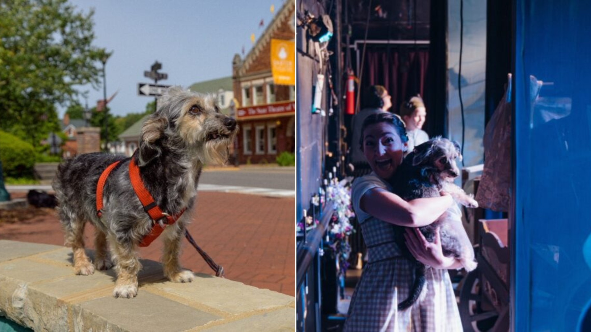 senior dog in theater