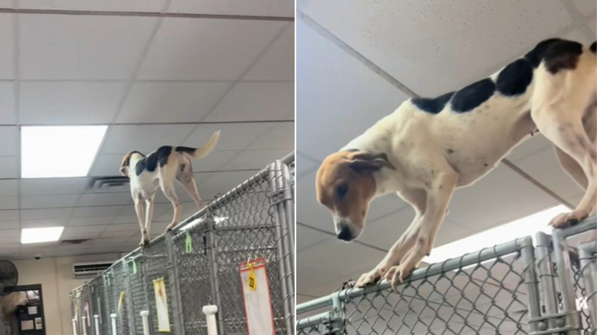 dog climbing shelter kennel